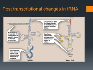 Post transcriptional changes in tRNA
 