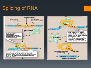 Splicing of RNA
 