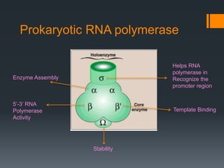 Prokaryotic RNA polymerase
Enzyme Assembly
5’-3’ RNA
Polymerase
Activity
Template Binding
Helps RNA
polymerase in
Recognize the
promoter region
Stability
 