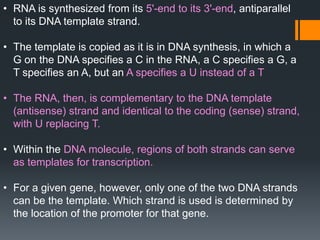 • RNA is synthesized from its 5'-end to its 3'-end, antiparallel
to its DNA template strand.
• The template is copied as it is in DNA synthesis, in which a
G on the DNA specifies a C in the RNA, a C specifies a G, a
T specifies an A, but an A specifies a U instead of a T
• The RNA, then, is complementary to the DNA template
(antisense) strand and identical to the coding (sense) strand,
with U replacing T.
• Within the DNA molecule, regions of both strands can serve
as templates for transcription.
• For a given gene, however, only one of the two DNA strands
can be the template. Which strand is used is determined by
the location of the promoter for that gene.
 
