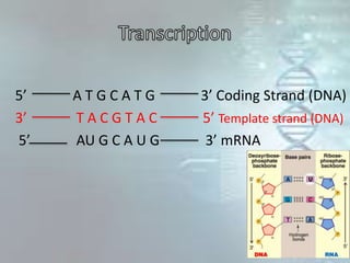 5’ A T G C A T G 3’ Coding Strand (DNA)
3’ T A C G T A C 5’ Template strand (DNA)
5’ AU G C A U G 3’ mRNA
 