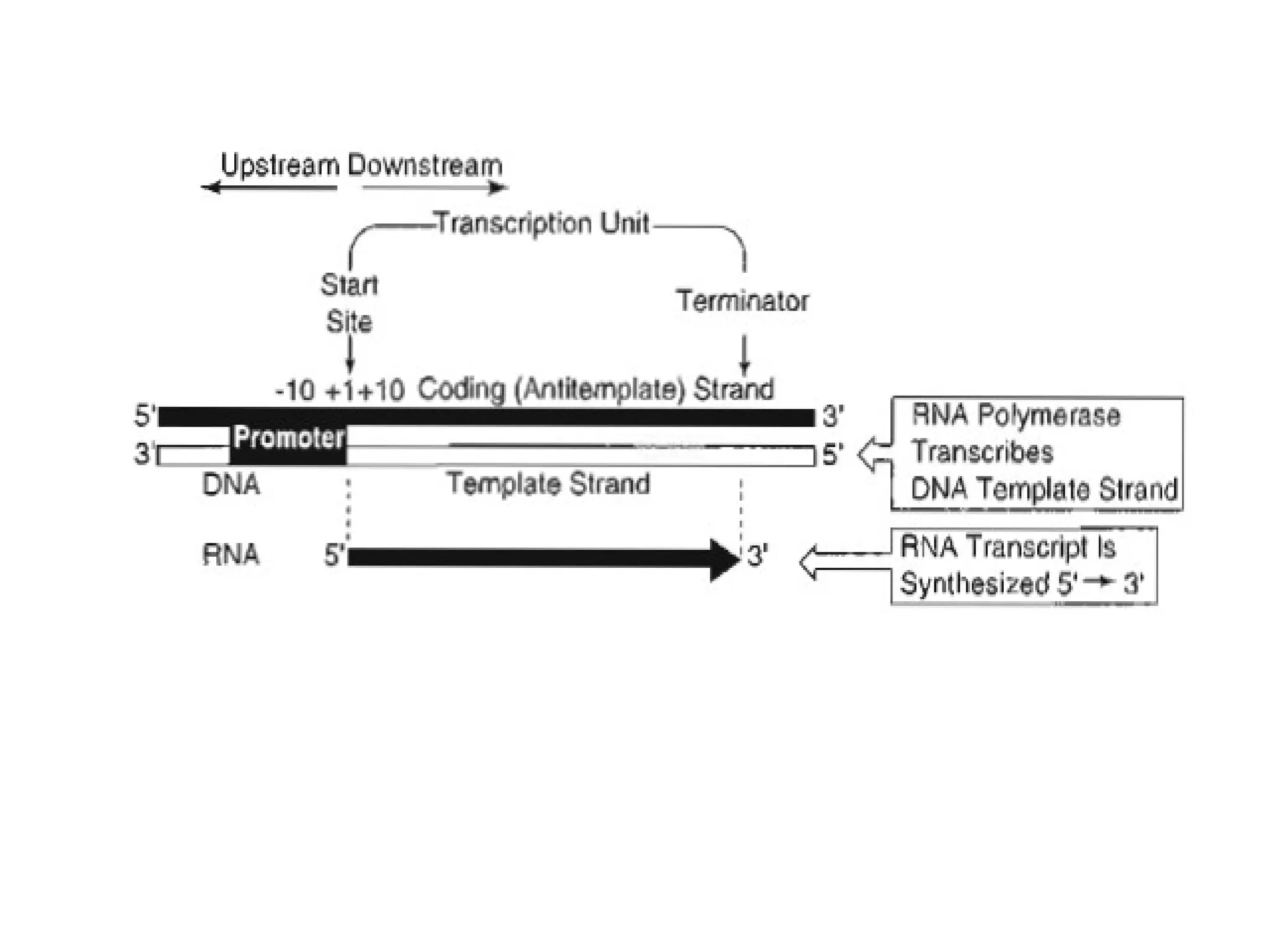 Figure 1-3-2. Transcription of DNA
 