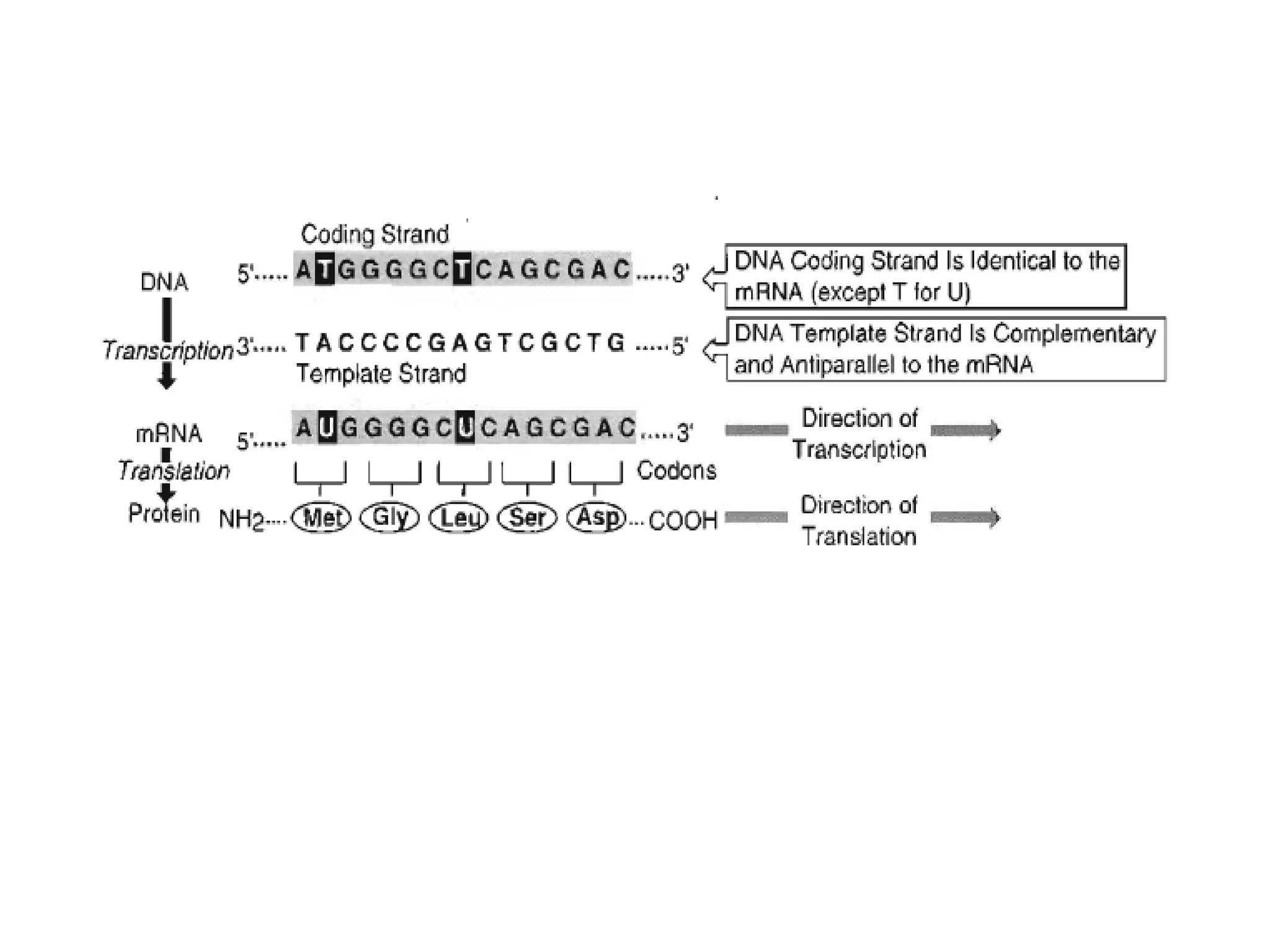 Figure 1-3-3. Flow of Genetic Information From DNA to Protein
 