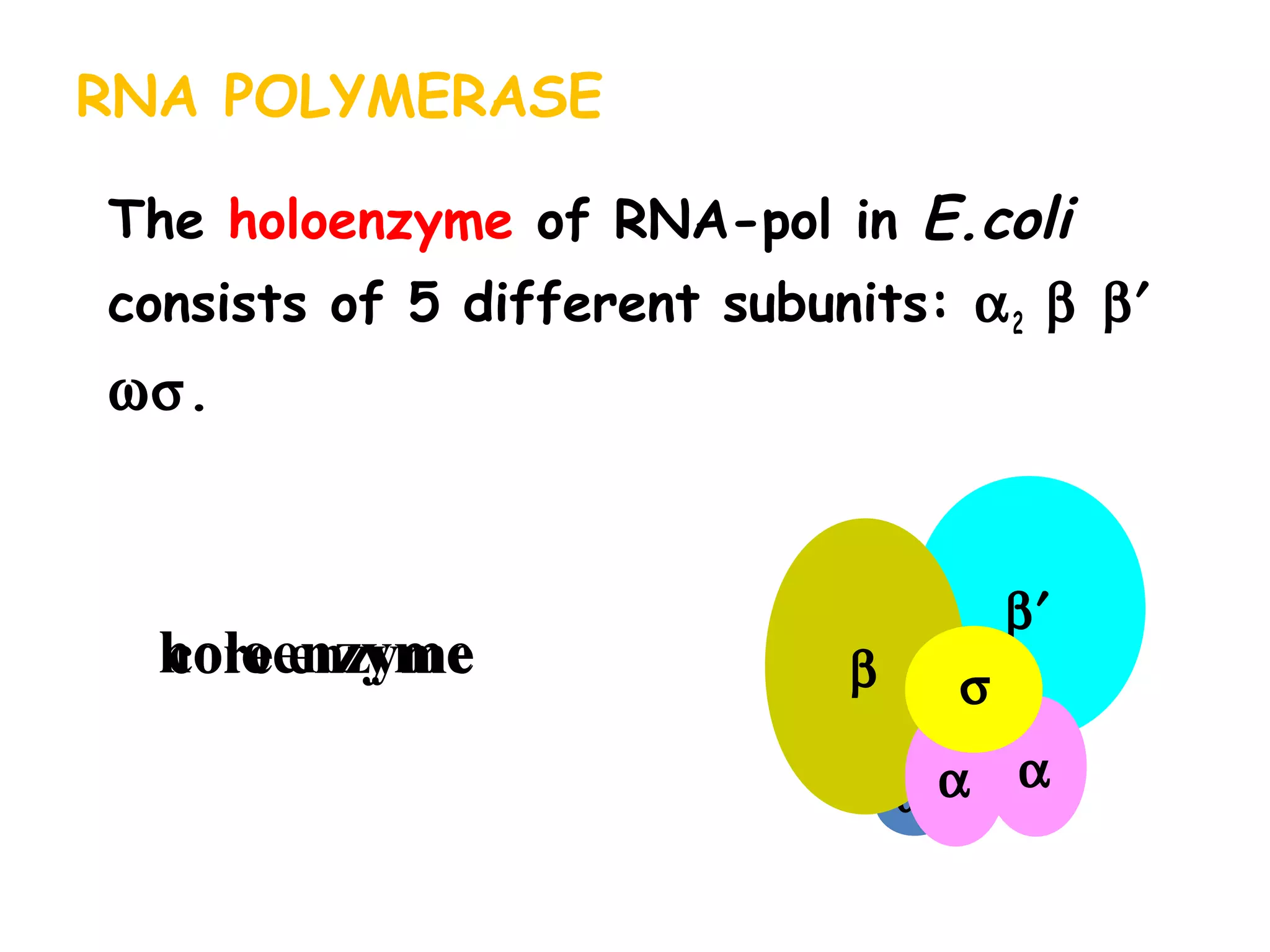 core enzymeholoenzyme
The holoenzyme of RNA-pol in E.coli
consists of 5 different subunits: α2 β β′
ωσ.
ω
β′
β
αα
σ
RNA POLYMERASE
 