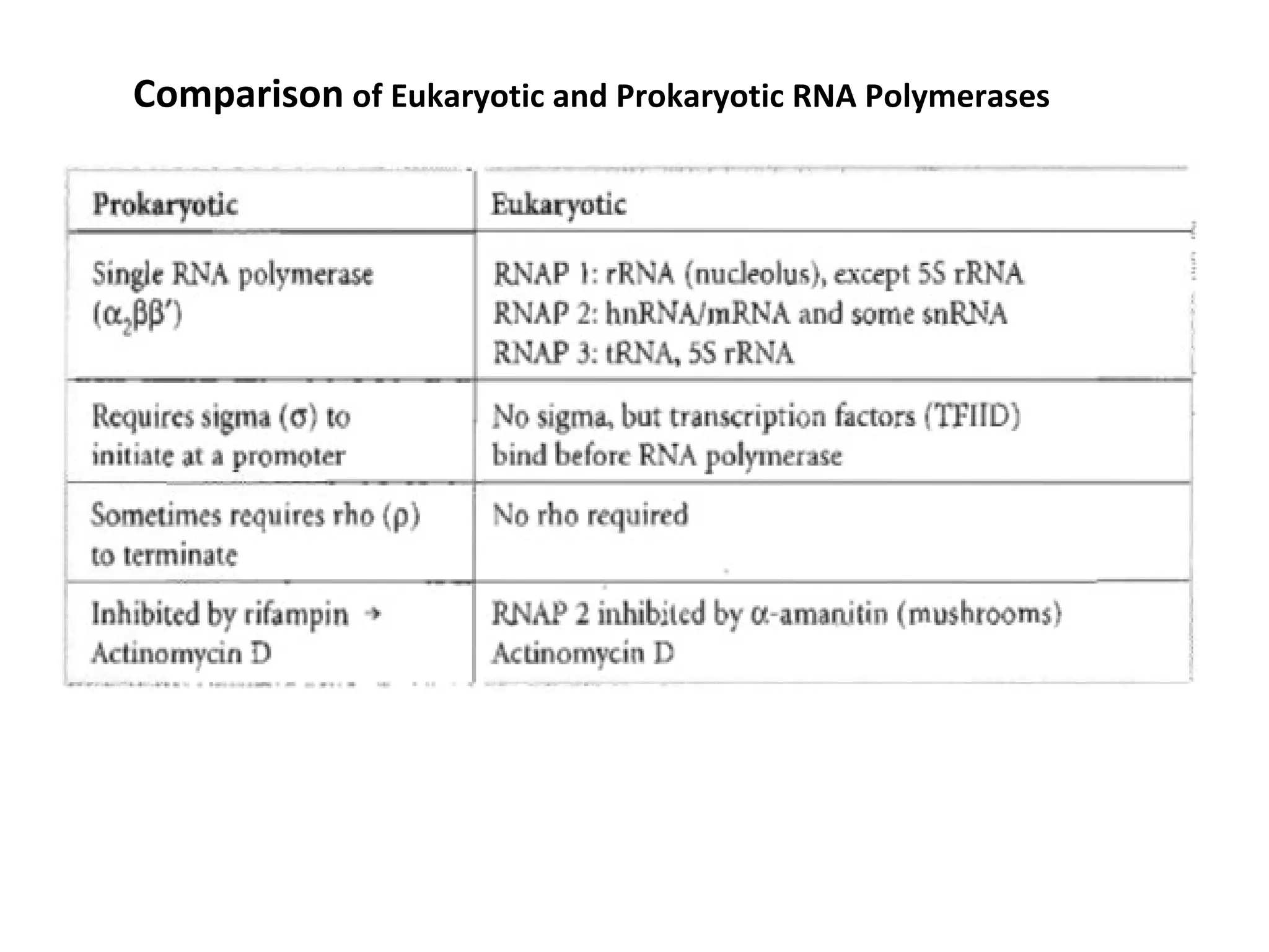 Comparison of Eukaryotic and Prokaryotic RNA Polymerases
 