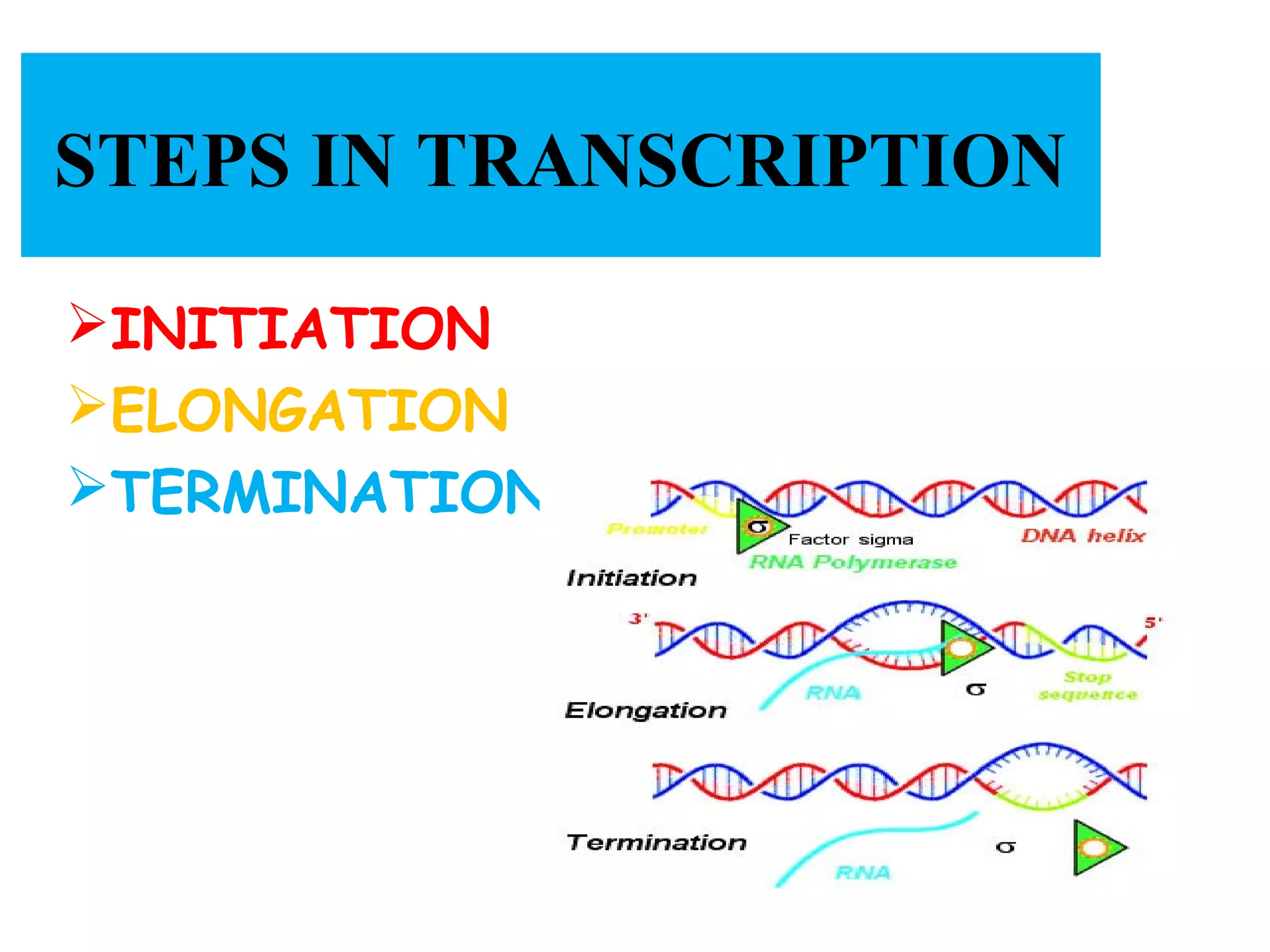 STEPS IN TRANSCRIPTION
INITIATION
ELONGATION
TERMINATION
 