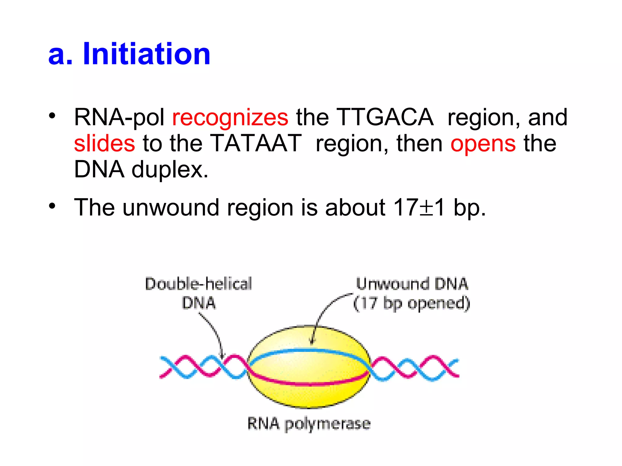a. Initiation
• RNA-pol recognizes the TTGACA region, and
slides to the TATAAT region, then opens the
DNA duplex.
• The unwound region is about 17±1 bp.
 