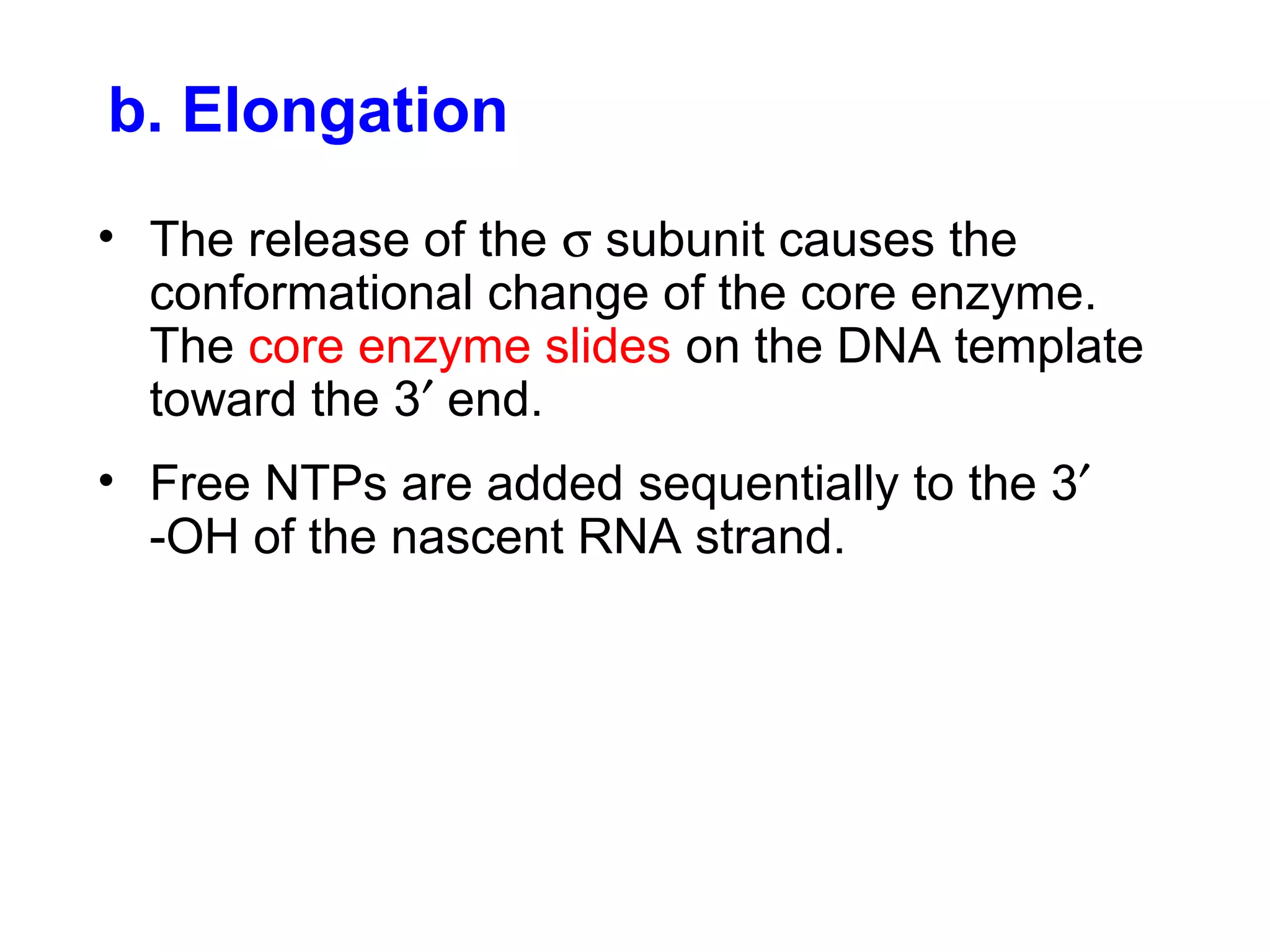 b. Elongation
• The release of the σ subunit causes the
conformational change of the core enzyme.
The core enzyme slides on the DNA template
toward the 3′ end.
• Free NTPs are added sequentially to the 3′
-OH of the nascent RNA strand.
 