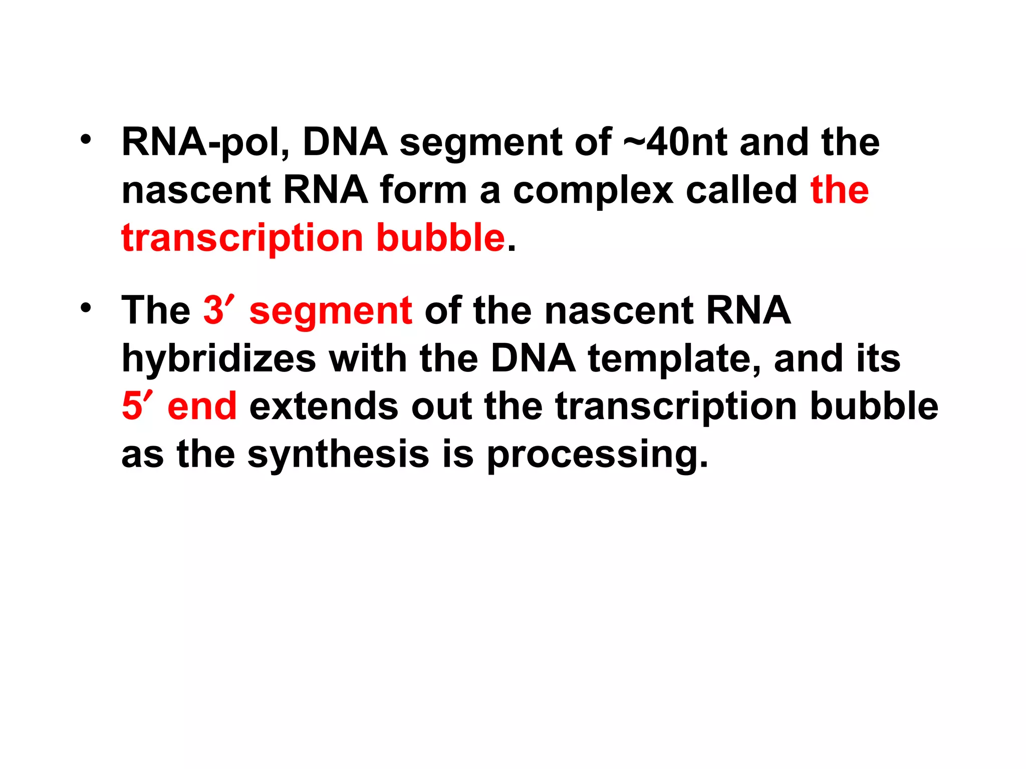 • RNA-pol, DNA segment of ~40nt and the
nascent RNA form a complex called the
transcription bubble.
• The 3′ segment of the nascent RNA
hybridizes with the DNA template, and its
5′ end extends out the transcription bubble
as the synthesis is processing.
 