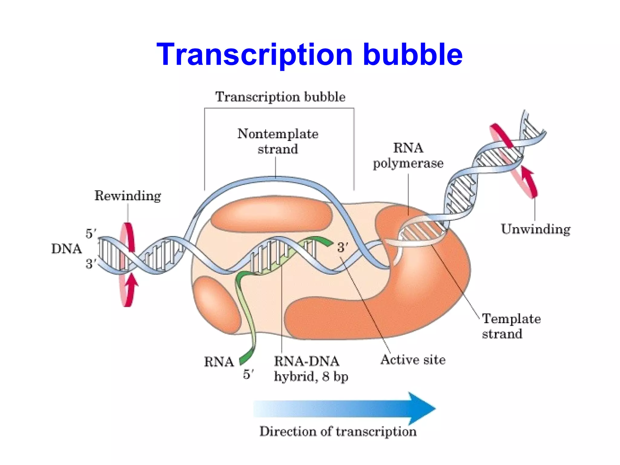 Transcription bubble
 