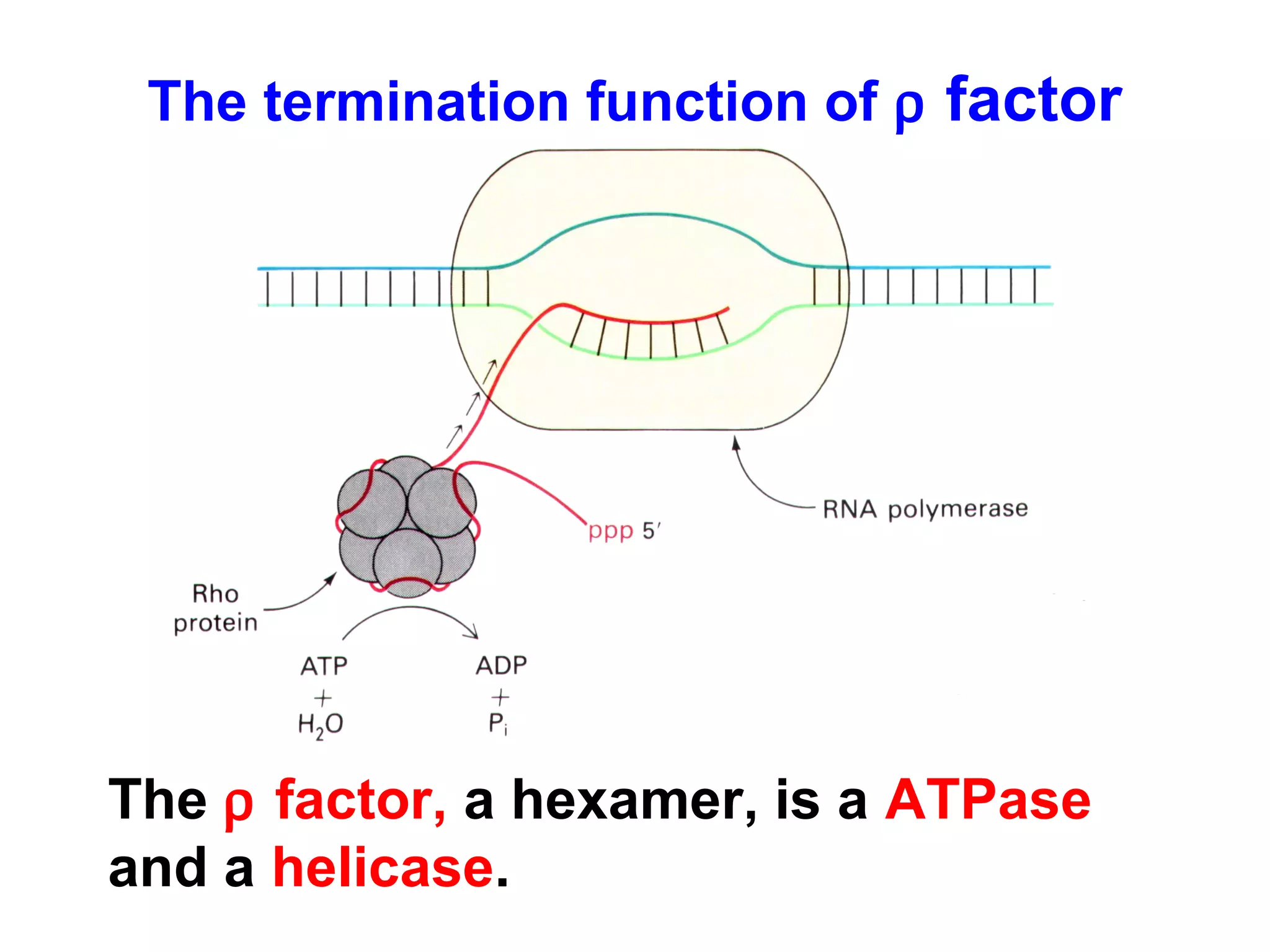 The termination function of ρ factor
The ρ factor, a hexamer, is a ATPase
and a helicase.
 