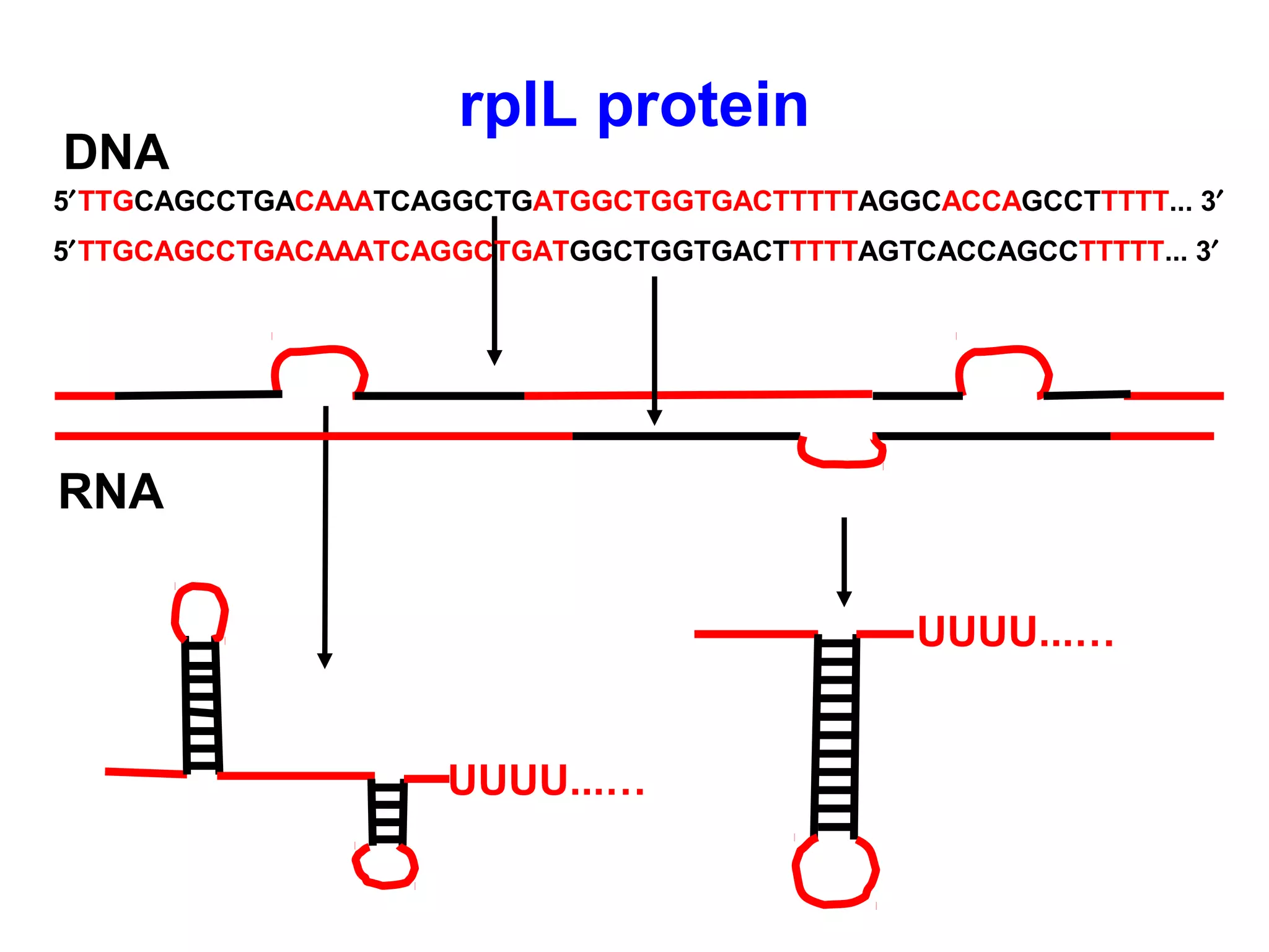 RNA
5′TTGCAGCCTGACAAATCAGGCTGATGGCTGGTGACTTTTTAGGCACCAGCCTTTTT... 3′
DNA
UUUU...…
rplL protein
UUUU...…
5′TTGCAGCCTGACAAATCAGGCTGATGGCTGGTGACTTTTTAGTCACCAGCCTTTTT... 3′
 