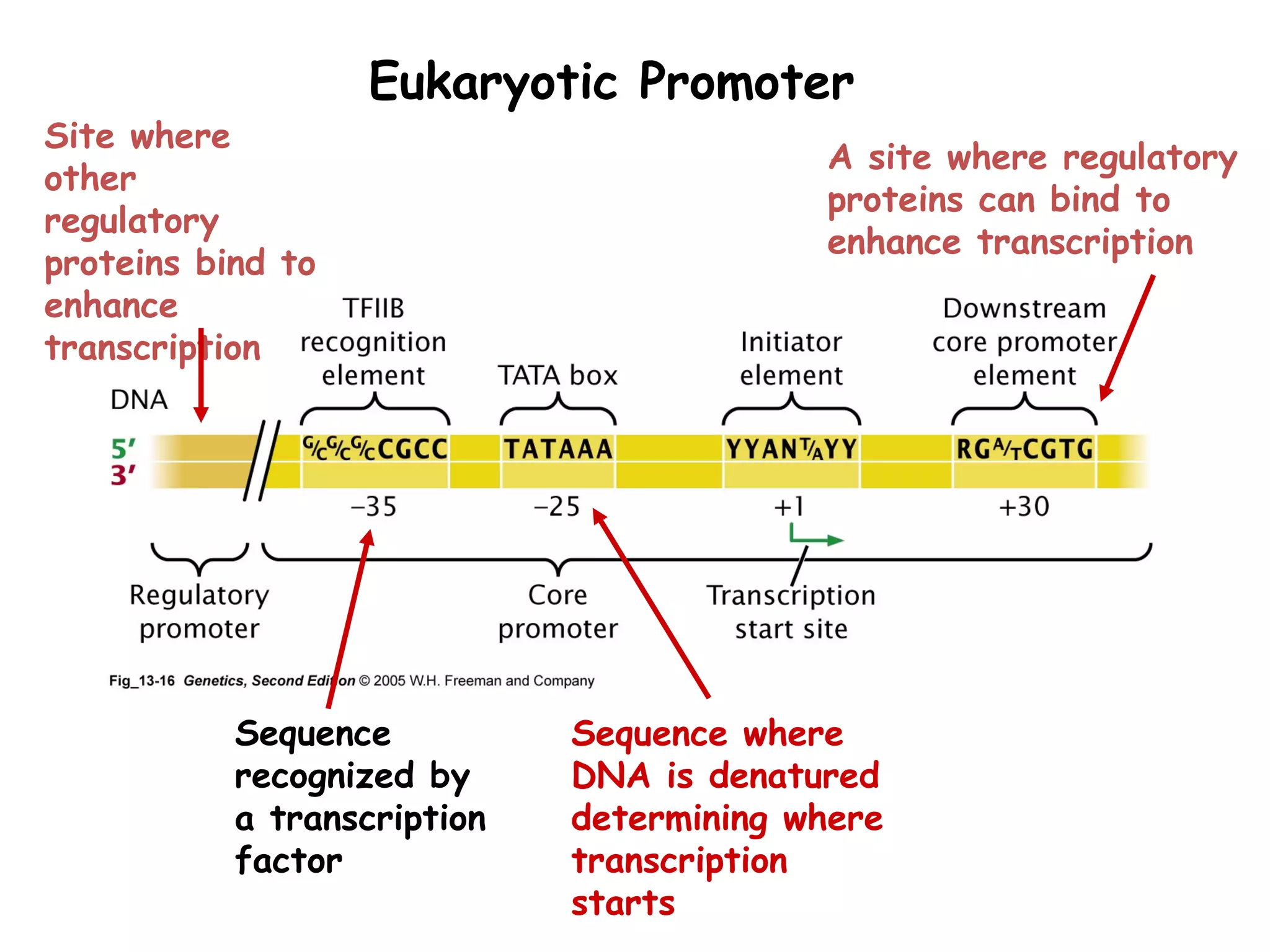 Eukaryotic Promoter
Sequence
recognized by
a transcription
factor
Sequence where
DNA is denatured
determining where
transcription
starts
Site where
other
regulatory
proteins bind to
enhance
transcription
A site where regulatory
proteins can bind to
enhance transcription
 