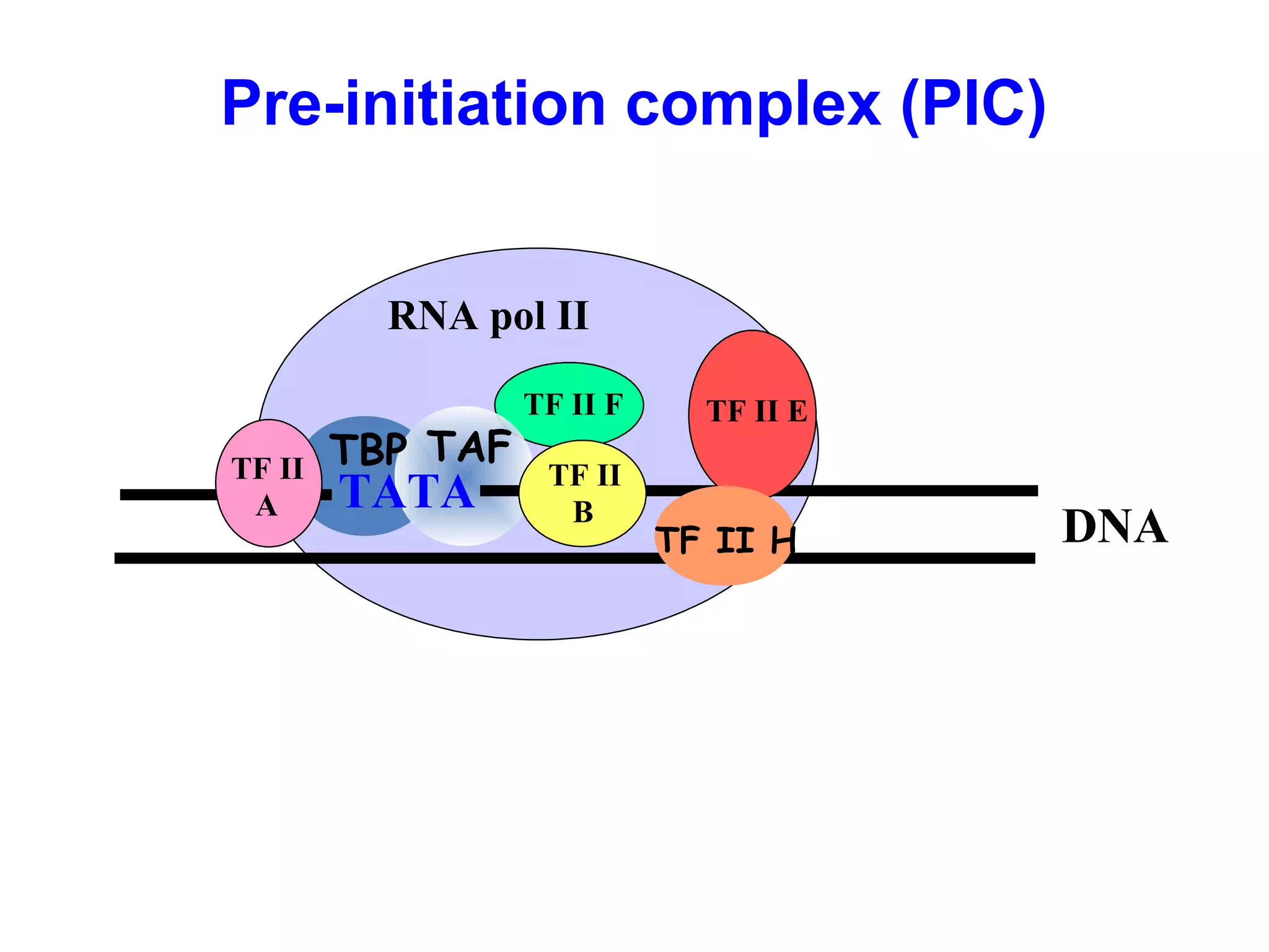 Pre-initiation complex (PIC)
RNA pol II
TF II F
TBP TAF
TATA
DNA
TF II
A
TF II
B
TF II E
TF II H
 