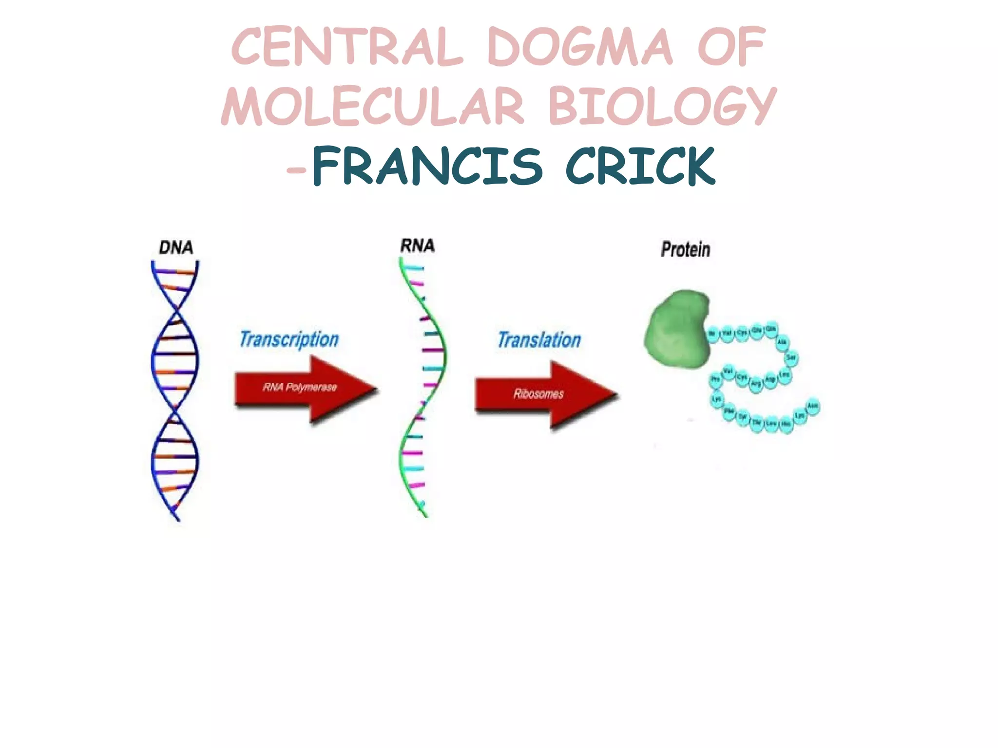 CENTRAL DOGMA OF
MOLECULAR BIOLOGY
-FRANCIS CRICK
 