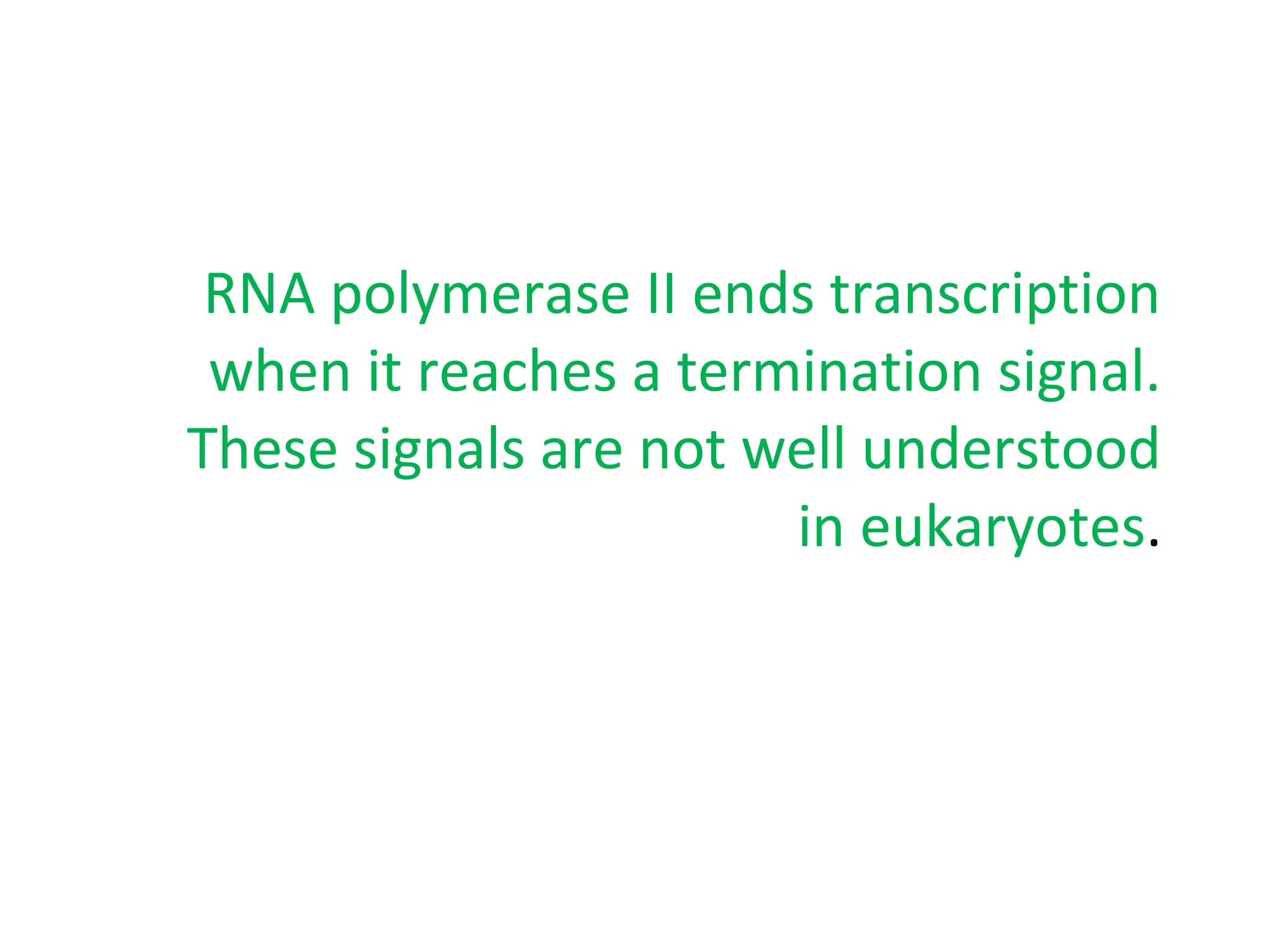 3 RNA polymerase II ends transcription
when it reaches a termination signal.
These signals are not well understood
in eukaryotes.
 