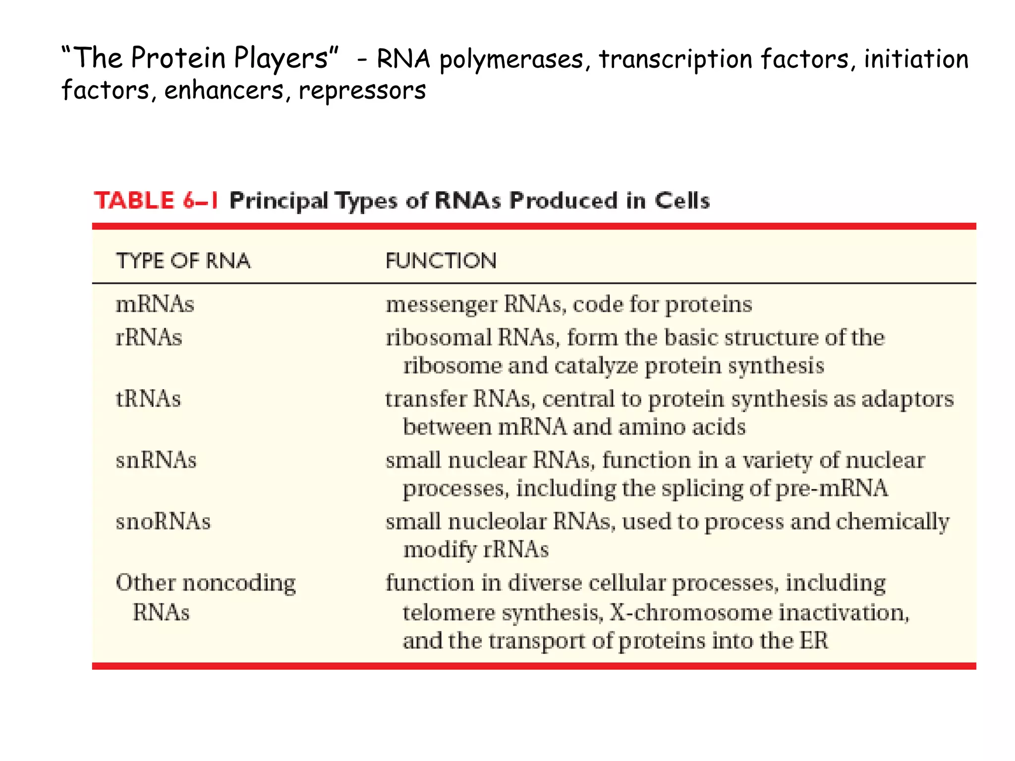 “The Protein Players” - RNA polymerases, transcription factors, initiation
factors, enhancers, repressors
 