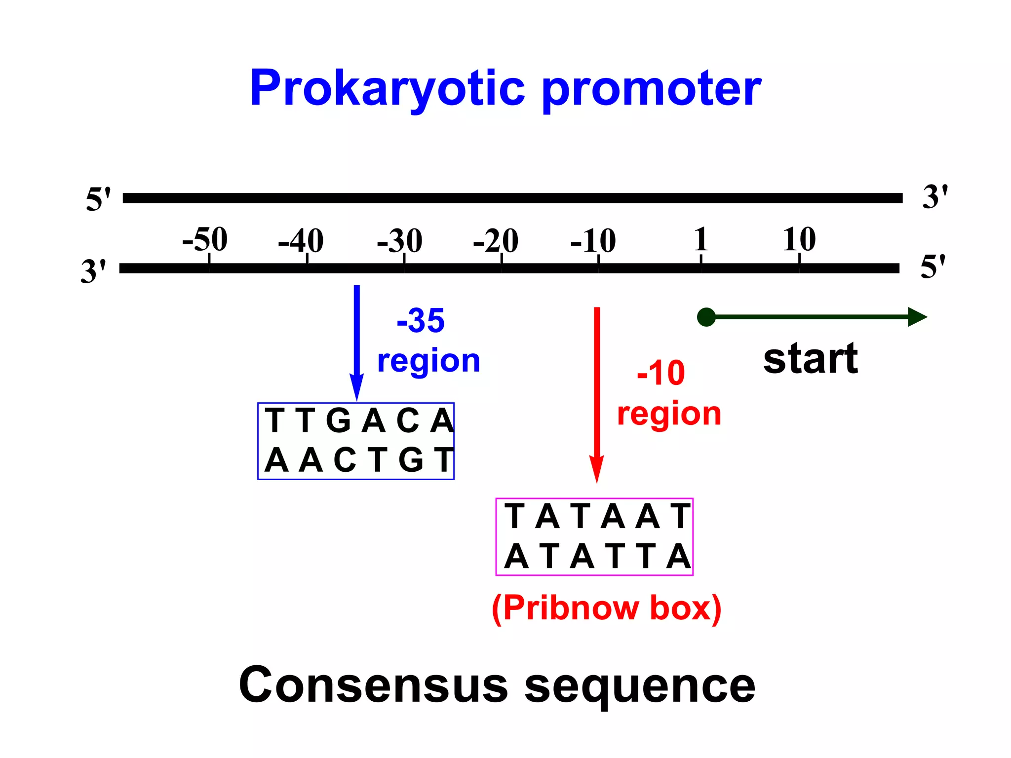5'
3'
3'
5'
-50 -40 -30 -20 -10 1 10
start-10
region
T A T A A T
A T A T T A
(Pribnow box)
-35
region
T T G A C A
A A C T G T
Prokaryotic promoter
Consensus sequence
 