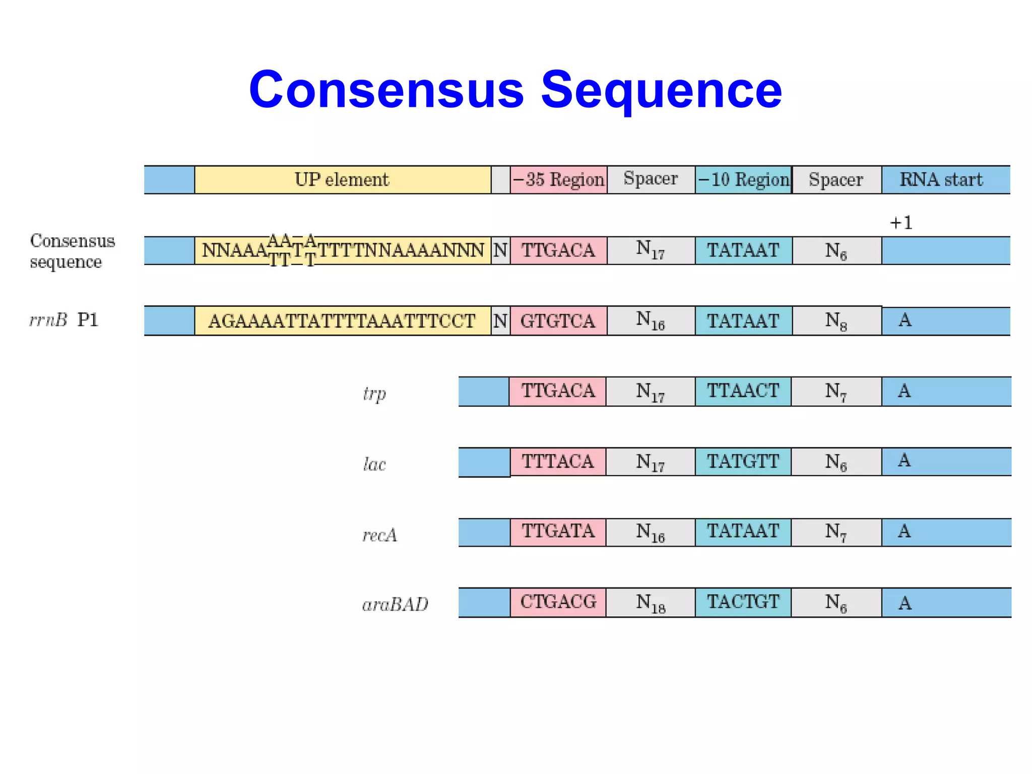 Consensus Sequence
 