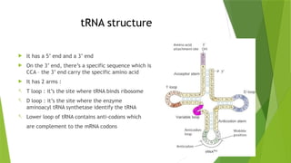 Transcription & Translation of genetic material | PPTX