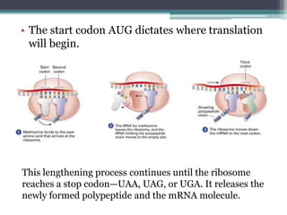 4.3 Transcription and translation | PPTX