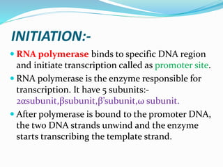 INITIATION:-
 RNA polymerase binds to specific DNA region
and initiate transcription called as promoter site.
 RNA polymerase is the enzyme responsible for
transcription. It have 5 subunits:-
2αsubunit,βsubunit,β’subunit,ω subunit.
 After polymerase is bound to the promoter DNA,
the two DNA strands unwind and the enzyme
starts transcribing the template strand.
 