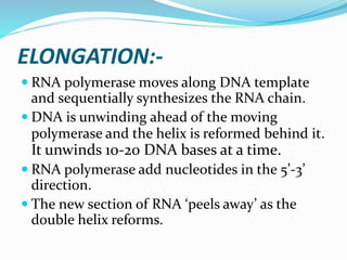 ELONGATION:-
 RNA polymerase moves along DNA template
and sequentially synthesizes the RNA chain.
 DNA is unwinding ahead of the moving
polymerase and the helix is reformed behind it.
It unwinds 10-20 DNA bases at a time.
 RNA polymerase add nucleotides in the 5’-3’
direction.
 The new section of RNA ‘peels away’ as the
double helix reforms.
 