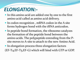 ELONGATION:-
 In this amino acid are added one by one to the first
amino acid called as amino acid delivery.
 In codon recognition , mRNA codon in the A site
forms hydrogen bond with the tRNA anticodon.
 In peptide bond formation, the ribosome catalyzes
the formation of the peptide bond between the
amino acids. The polypeptide extending from the P-
site moves to A-site to attach to the new Amino Acid.
 In elongation process three elongation factors
(EF-T4,EF-T5,EF-G) which will bind with GTP or GDP.
 