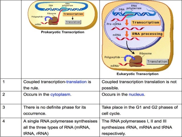 Image result for dna translation in eukaryotes