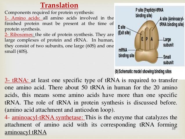 the sites of protien synthesis