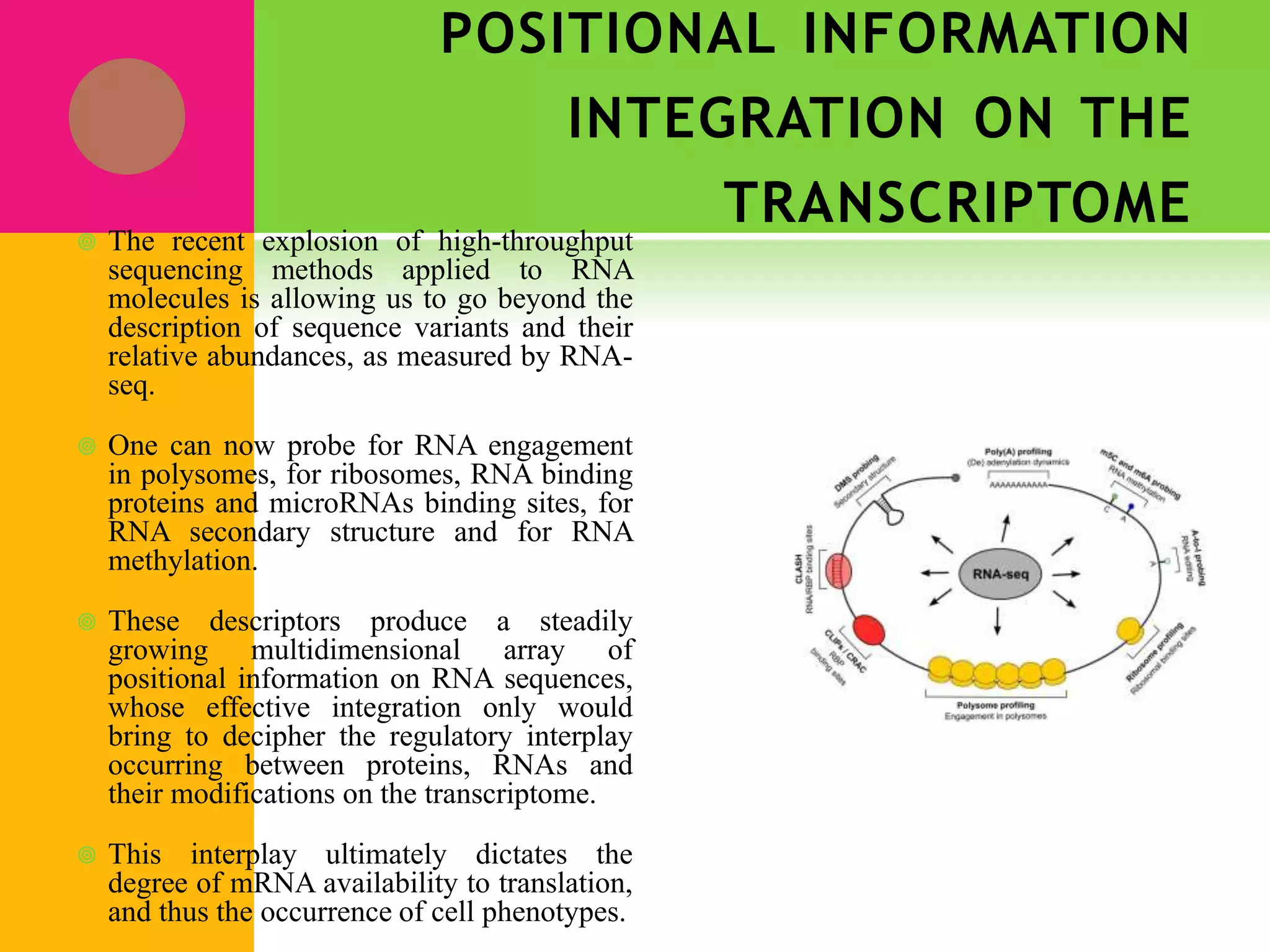 POSITIONAL INFORMATION
INTEGRATION ON THE
TRANSCRIPTOME
 The recent explosion of high-throughput
sequencing methods applied to RNA
molecules is allowing us to go beyond the
description of sequence variants and their
relative abundances, as measured by RNA-
seq.
 One can now probe for RNA engagement
in polysomes, for ribosomes, RNA binding
proteins and microRNAs binding sites, for
RNA secondary structure and for RNA
methylation.
 These descriptors produce a steadily
growing multidimensional array of
positional information on RNA sequences,
whose effective integration only would
bring to decipher the regulatory interplay
occurring between proteins, RNAs and
their modifications on the transcriptome.
 This interplay ultimately dictates the
degree of mRNA availability to translation,
and thus the occurrence of cell phenotypes.
 