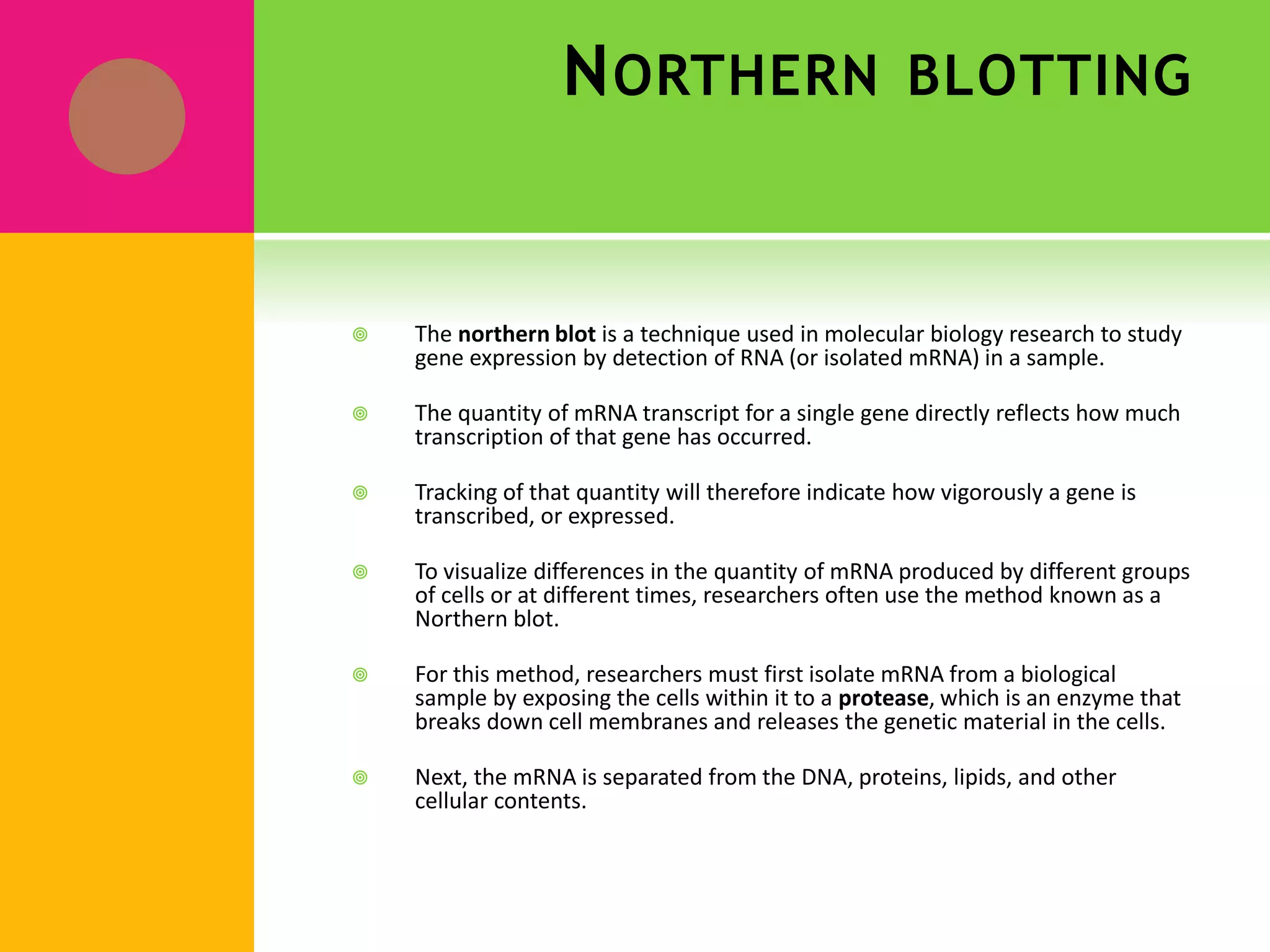 NORTHERN BLOTTING
 The northern blot is a technique used in molecular biology research to study
gene expression by detection of RNA (or isolated mRNA) in a sample.
 The quantity of mRNA transcript for a single gene directly reflects how much
transcription of that gene has occurred.
 Tracking of that quantity will therefore indicate how vigorously a gene is
transcribed, or expressed.
 To visualize differences in the quantity of mRNA produced by different groups
of cells or at different times, researchers often use the method known as a
Northern blot.
 For this method, researchers must first isolate mRNA from a biological
sample by exposing the cells within it to a protease, which is an enzyme that
breaks down cell membranes and releases the genetic material in the cells.
 Next, the mRNA is separated from the DNA, proteins, lipids, and other
cellular contents.
 