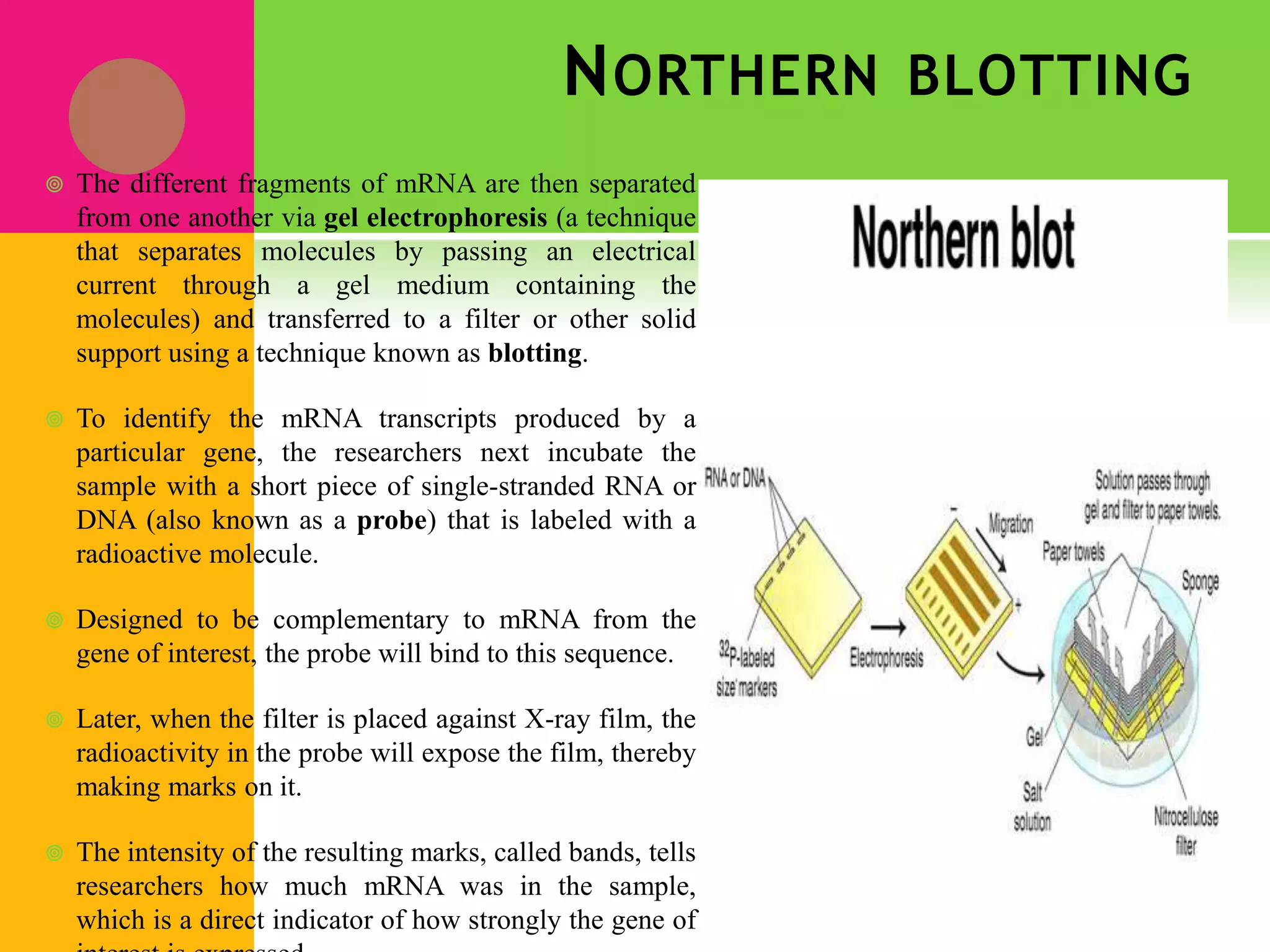 NORTHERN BLOTTING
 The different fragments of mRNA are then separated
from one another via gel electrophoresis (a technique
that separates molecules by passing an electrical
current through a gel medium containing the
molecules) and transferred to a filter or other solid
support using a technique known as blotting.
 To identify the mRNA transcripts produced by a
particular gene, the researchers next incubate the
sample with a short piece of single-stranded RNA or
DNA (also known as a probe) that is labeled with a
radioactive molecule.
 Designed to be complementary to mRNA from the
gene of interest, the probe will bind to this sequence.
 Later, when the filter is placed against X-ray film, the
radioactivity in the probe will expose the film, thereby
making marks on it.
 The intensity of the resulting marks, called bands, tells
researchers how much mRNA was in the sample,
which is a direct indicator of how strongly the gene of
 