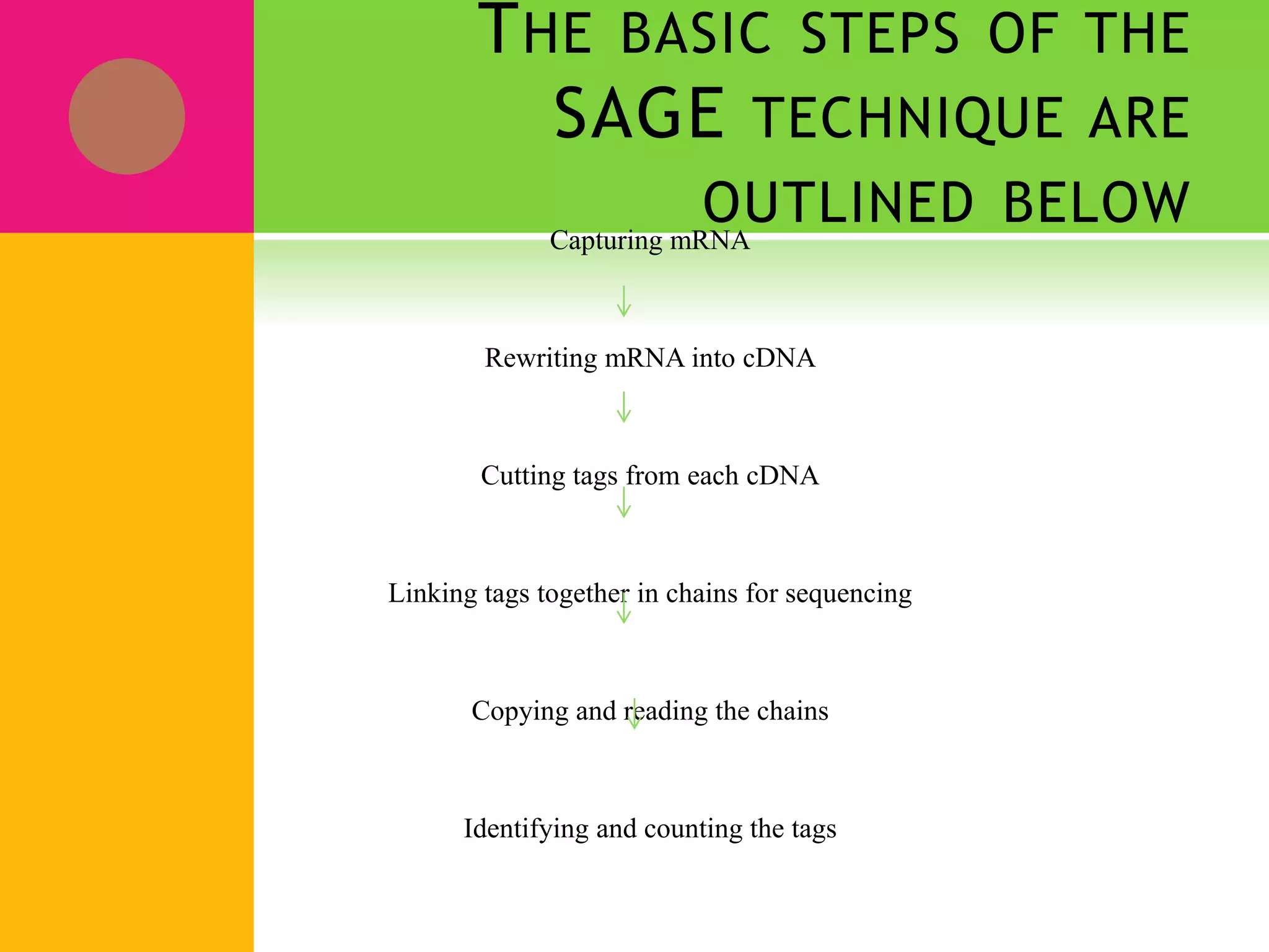 THE BASIC STEPS OF THE
SAGE TECHNIQUE ARE
OUTLINED BELOWCapturing mRNA
Rewriting mRNA into cDNA
Cutting tags from each cDNA
Linking tags together in chains for sequencing
Copying and reading the chains
Identifying and counting the tags
 