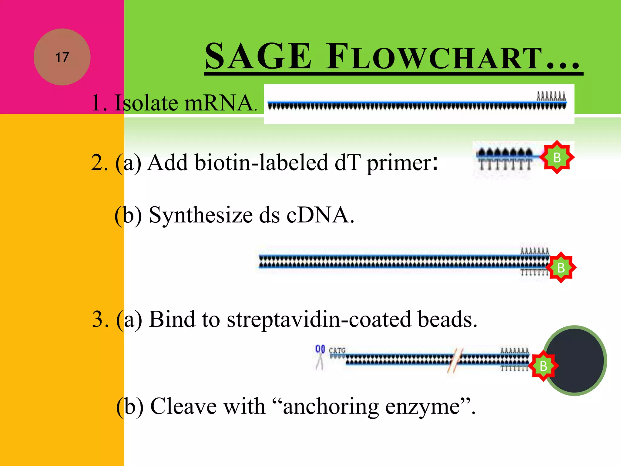 SAGE FLOWCHART…17
1. Isolate mRNA.
2. (a) Add biotin-labeled dT primer:
(b) Synthesize ds cDNA.
3. (a) Bind to streptavidin-coated beads.
(b) Cleave with “anchoring enzyme”.
B
B
B
 