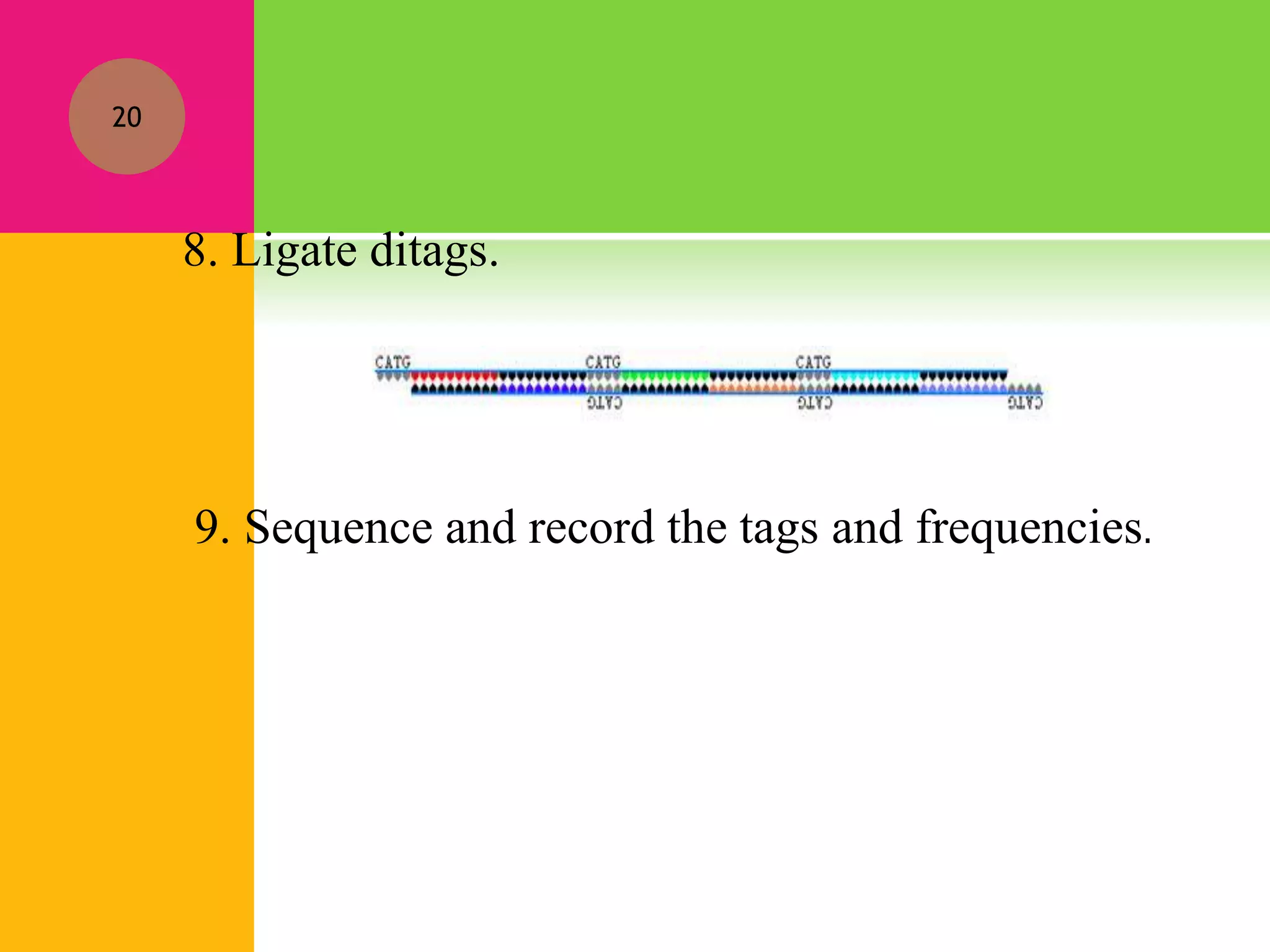 8. Ligate ditags.
9. Sequence and record the tags and frequencies.
20
 