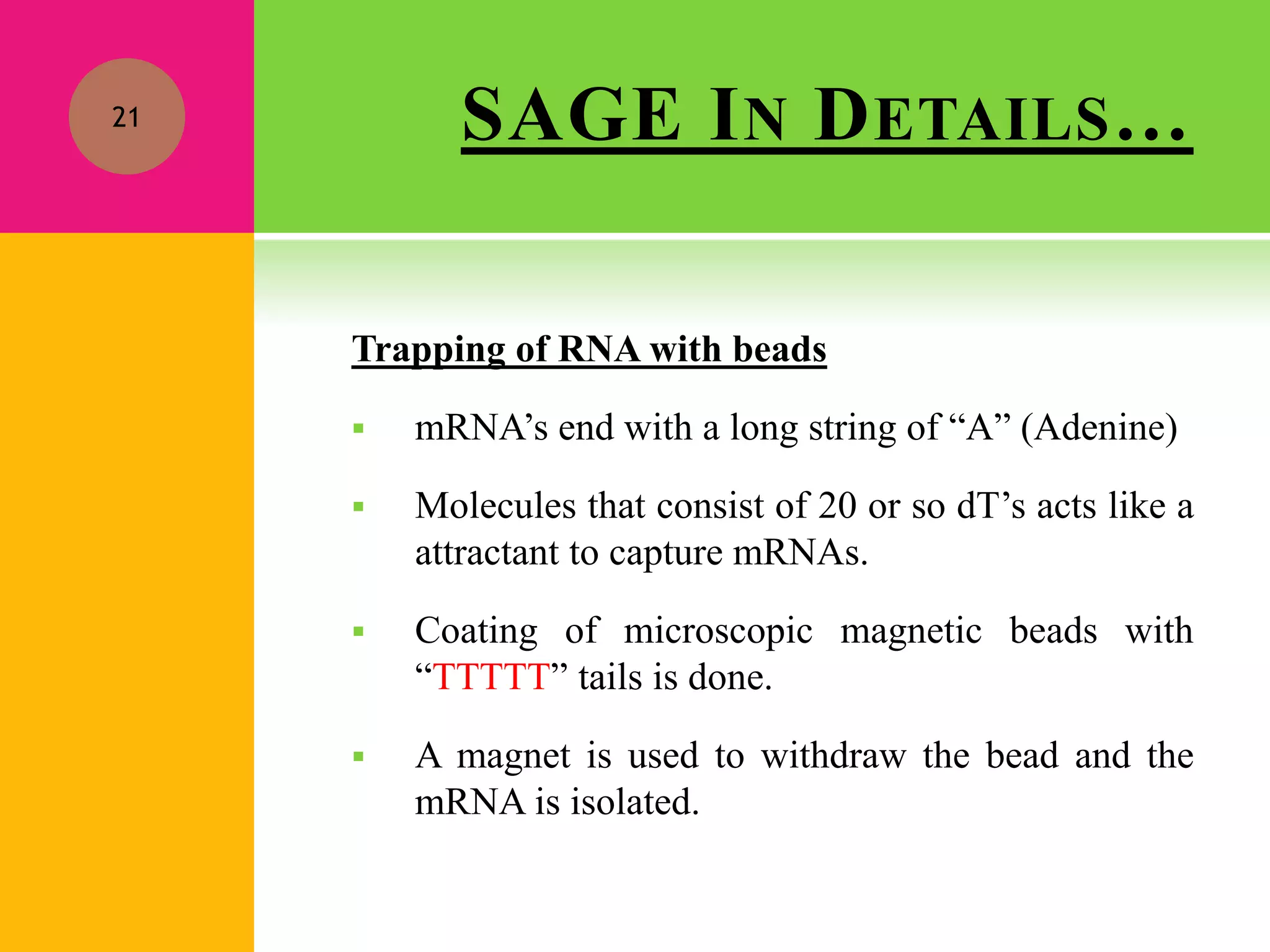 SAGE IN DETAILS…
Trapping of RNA with beads
 mRNA’s end with a long string of “A” (Adenine)
 Molecules that consist of 20 or so dT’s acts like a
attractant to capture mRNAs.
 Coating of microscopic magnetic beads with
“TTTTT” tails is done.
 A magnet is used to withdraw the bead and the
mRNA is isolated.
21
 
