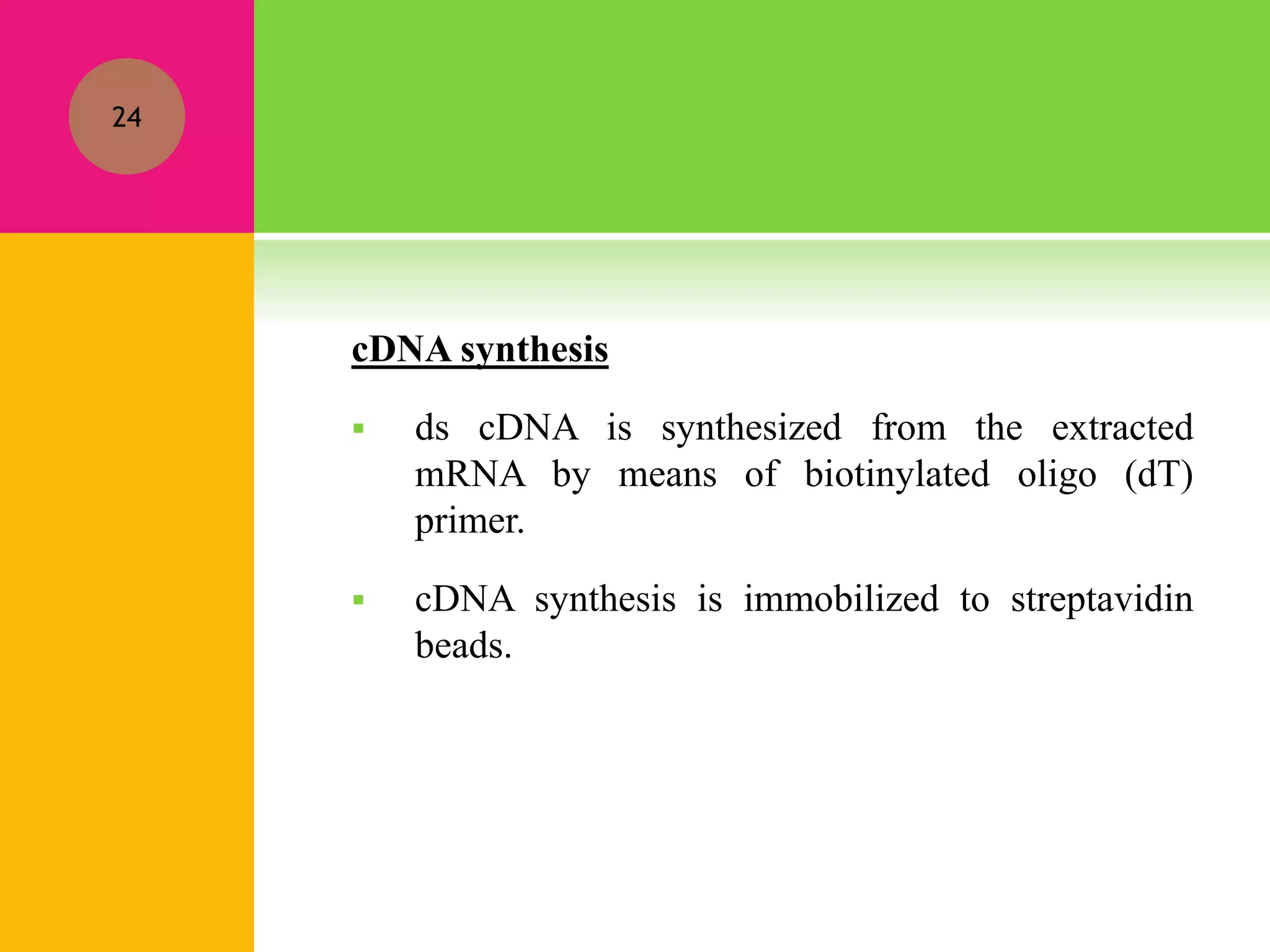cDNA synthesis
 ds cDNA is synthesized from the extracted
mRNA by means of biotinylated oligo (dT)
primer.
 cDNA synthesis is immobilized to streptavidin
beads.
24
 