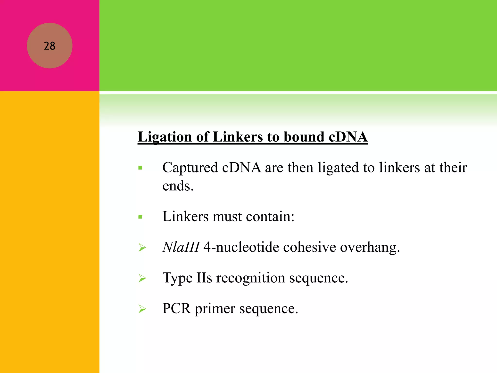 Ligation of Linkers to bound cDNA
 Captured cDNA are then ligated to linkers at their
ends.
 Linkers must contain:
 NlaIII 4-nucleotide cohesive overhang.
 Type IIs recognition sequence.
 PCR primer sequence.
28
 