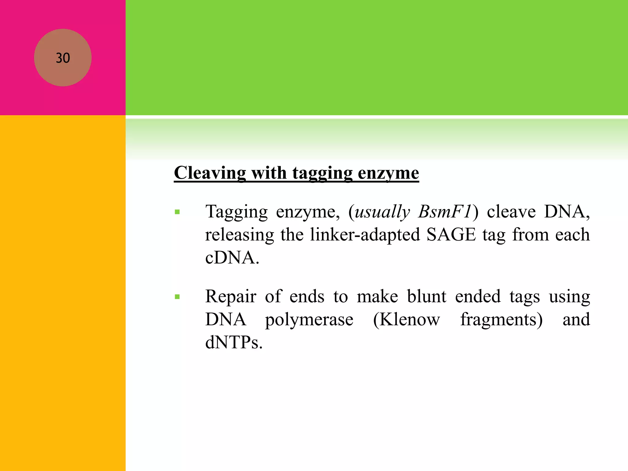 Cleaving with tagging enzyme
 Tagging enzyme, (usually BsmF1) cleave DNA,
releasing the linker-adapted SAGE tag from each
cDNA.
 Repair of ends to make blunt ended tags using
DNA polymerase (Klenow fragments) and
dNTPs.
30
 