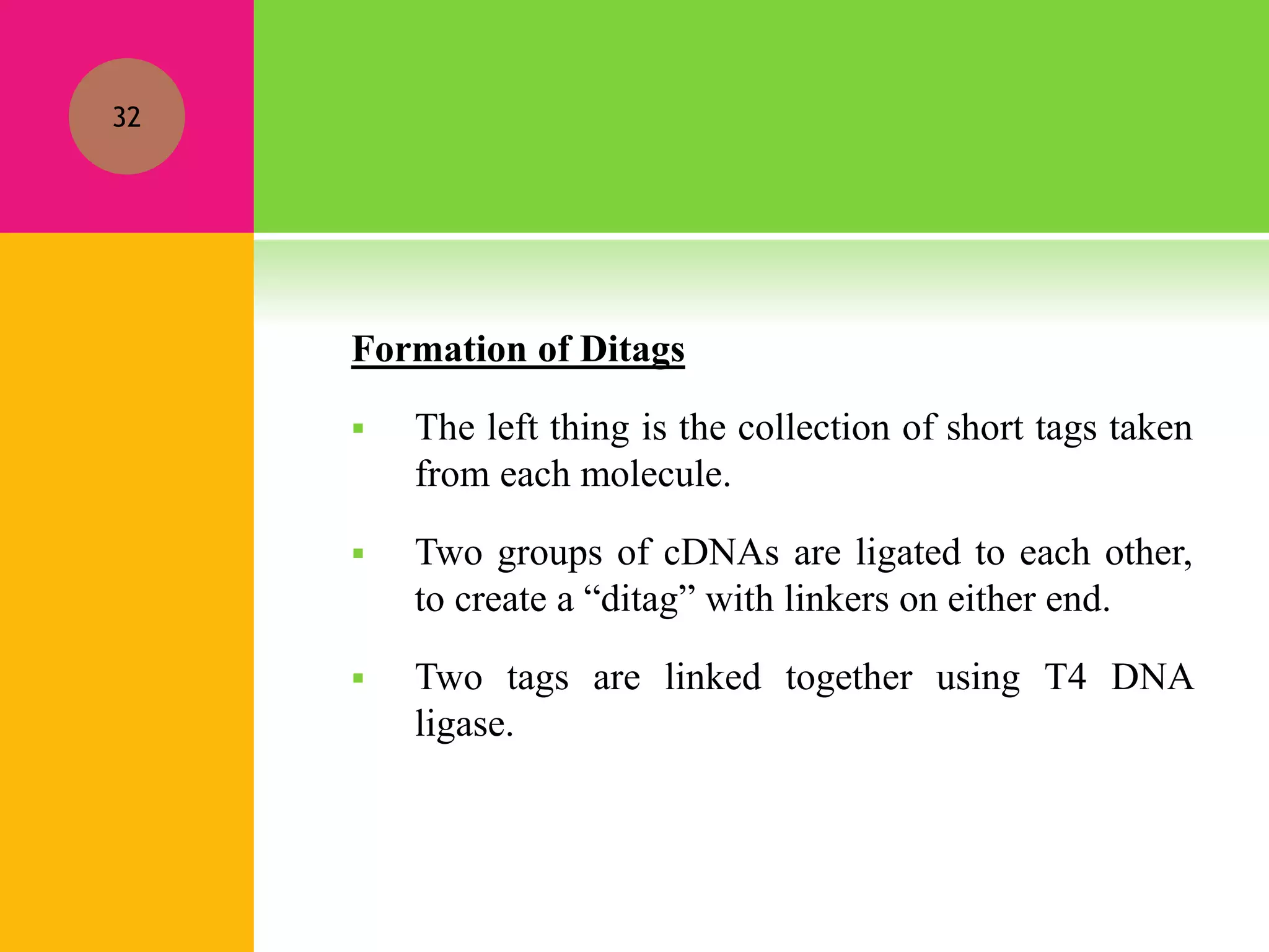 Formation of Ditags
 The left thing is the collection of short tags taken
from each molecule.
 Two groups of cDNAs are ligated to each other,
to create a “ditag” with linkers on either end.
 Two tags are linked together using T4 DNA
ligase.
32
 