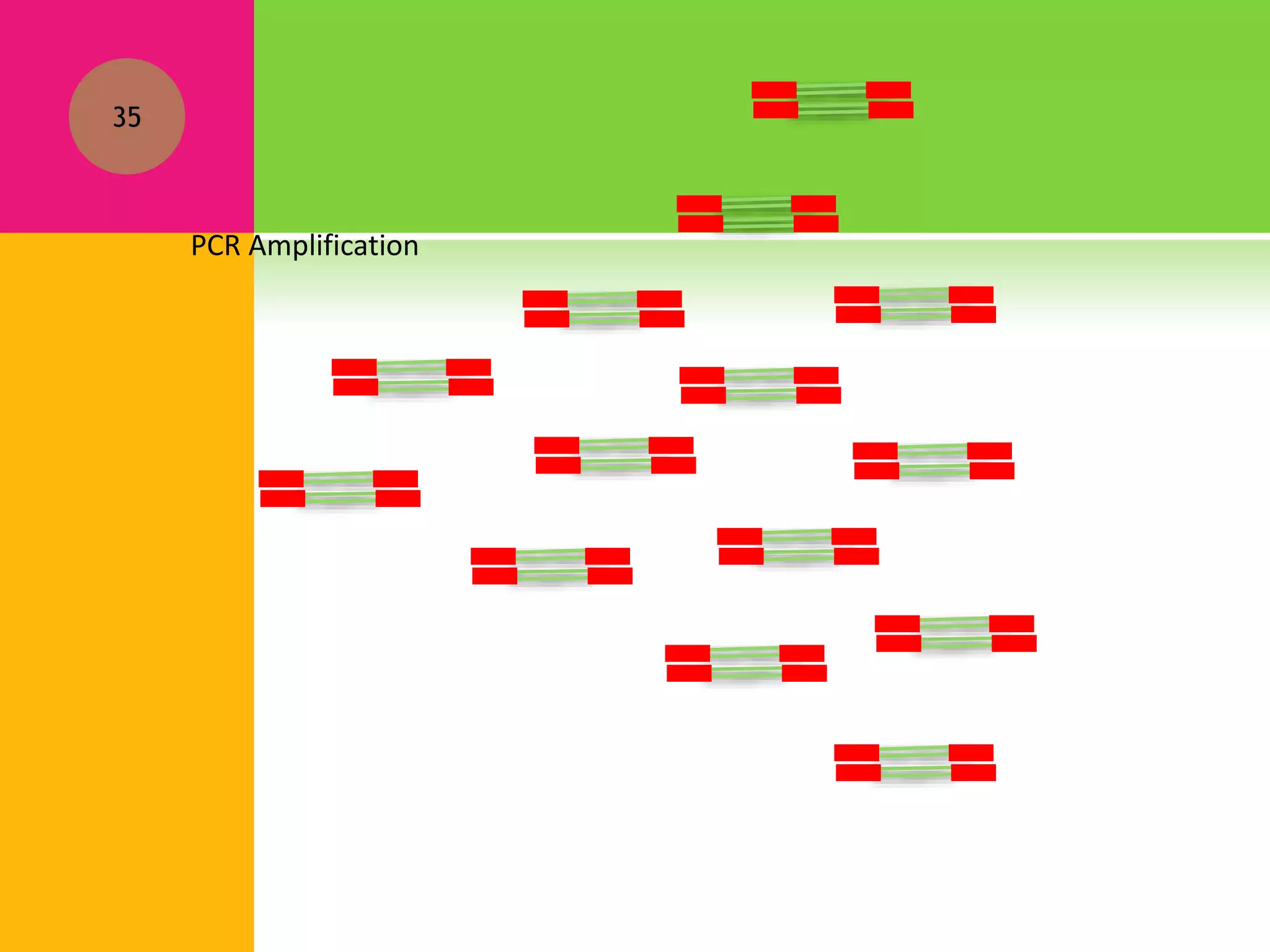 35
PCR Amplification
 