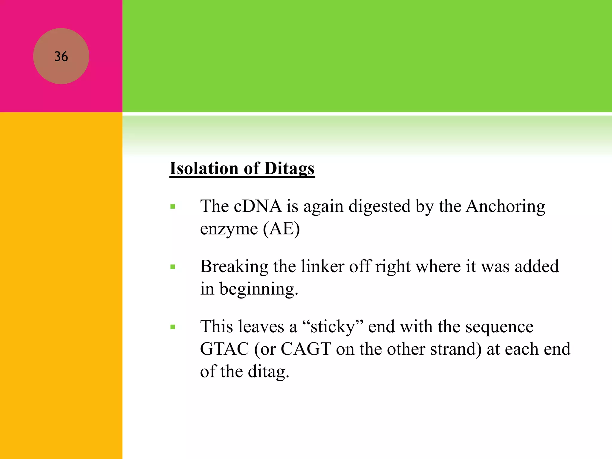 Isolation of Ditags
 The cDNA is again digested by the Anchoring
enzyme (AE)
 Breaking the linker off right where it was added
in beginning.
 This leaves a “sticky” end with the sequence
GTAC (or CAGT on the other strand) at each end
of the ditag.
36
 