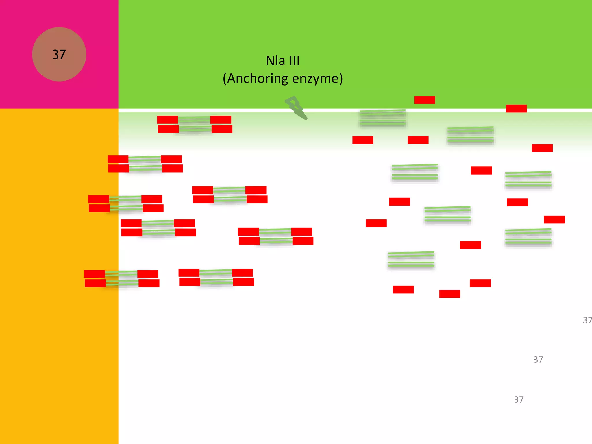 Nla III
(Anchoring enzyme)
37
37
37
37
 