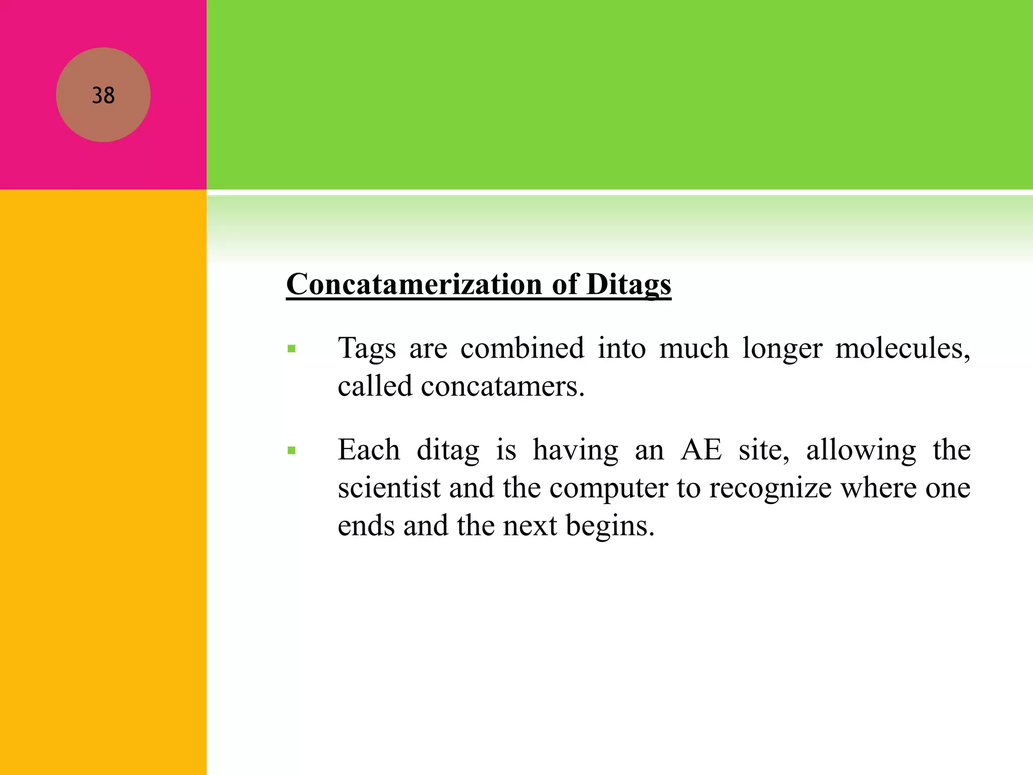 Concatamerization of Ditags
 Tags are combined into much longer molecules,
called concatamers.
 Each ditag is having an AE site, allowing the
scientist and the computer to recognize where one
ends and the next begins.
38
 