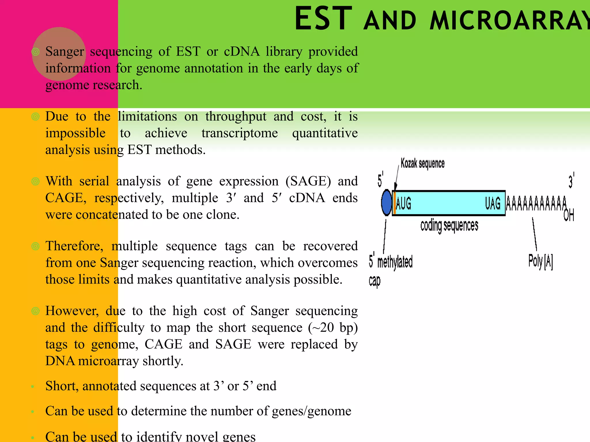 EST AND MICROARRAY
 Sanger sequencing of EST or cDNA library provided
information for genome annotation in the early days of
genome research.
 Due to the limitations on throughput and cost, it is
impossible to achieve transcriptome quantitative
analysis using EST methods.
 With serial analysis of gene expression (SAGE) and
CAGE, respectively, multiple 3′ and 5′ cDNA ends
were concatenated to be one clone.
 Therefore, multiple sequence tags can be recovered
from one Sanger sequencing reaction, which overcomes
those limits and makes quantitative analysis possible.
 However, due to the high cost of Sanger sequencing
and the difficulty to map the short sequence (~20 bp)
tags to genome, CAGE and SAGE were replaced by
DNA microarray shortly.
• Short, annotated sequences at 3’ or 5’ end
• Can be used to determine the number of genes/genome
• Can be used to identify novel genes
 