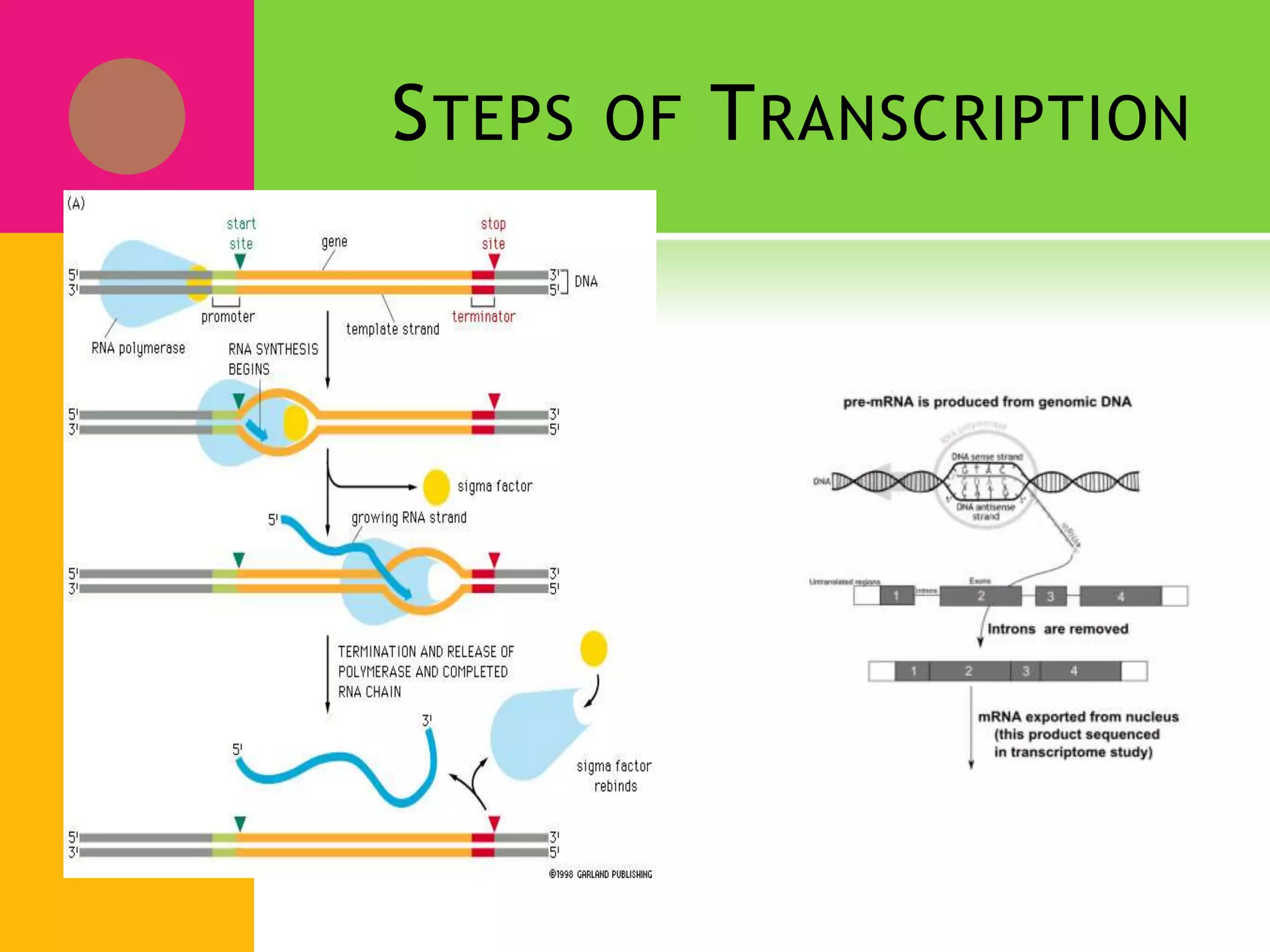 STEPS OF TRANSCRIPTION
 