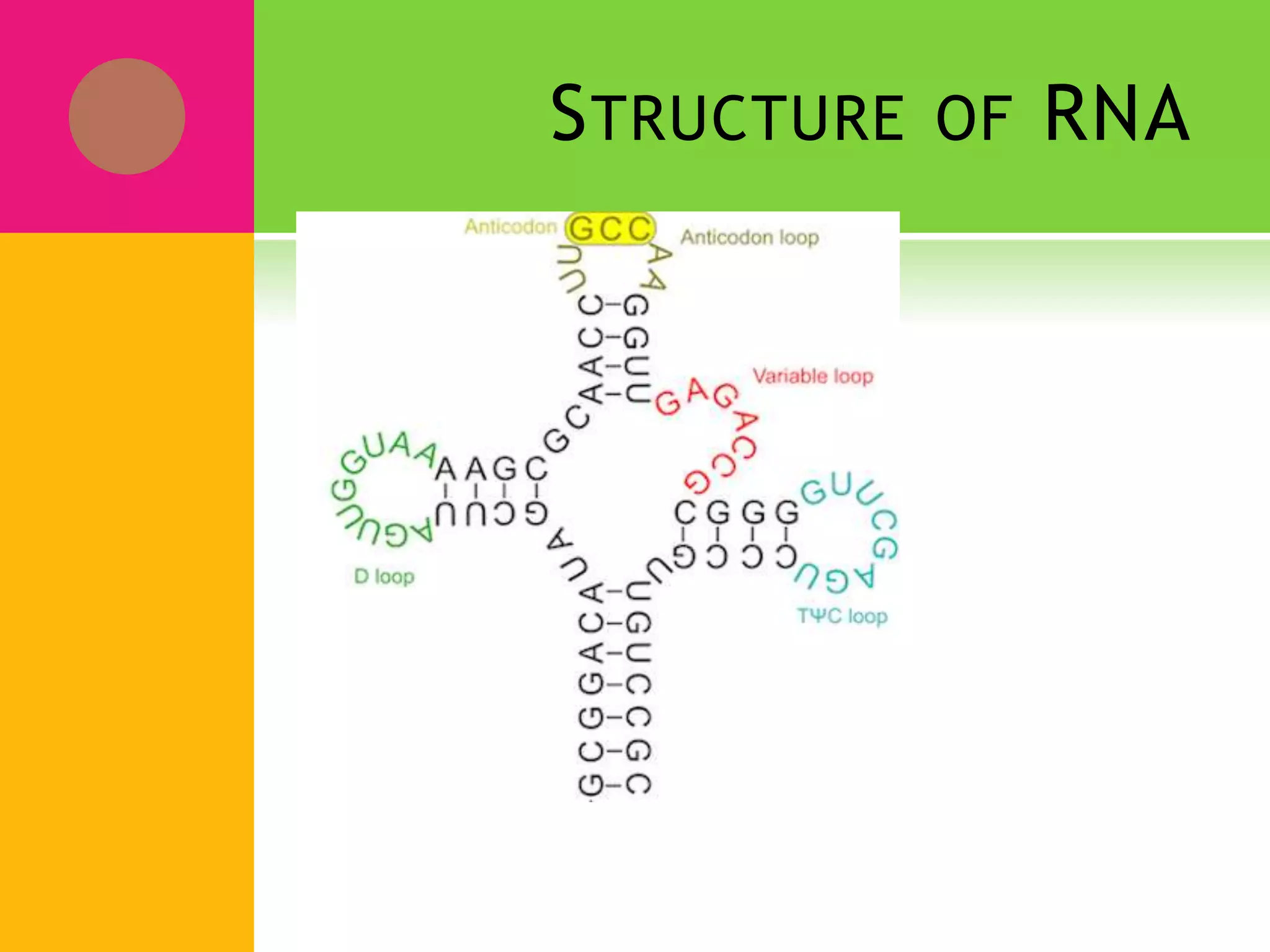 STRUCTURE OF RNA
 