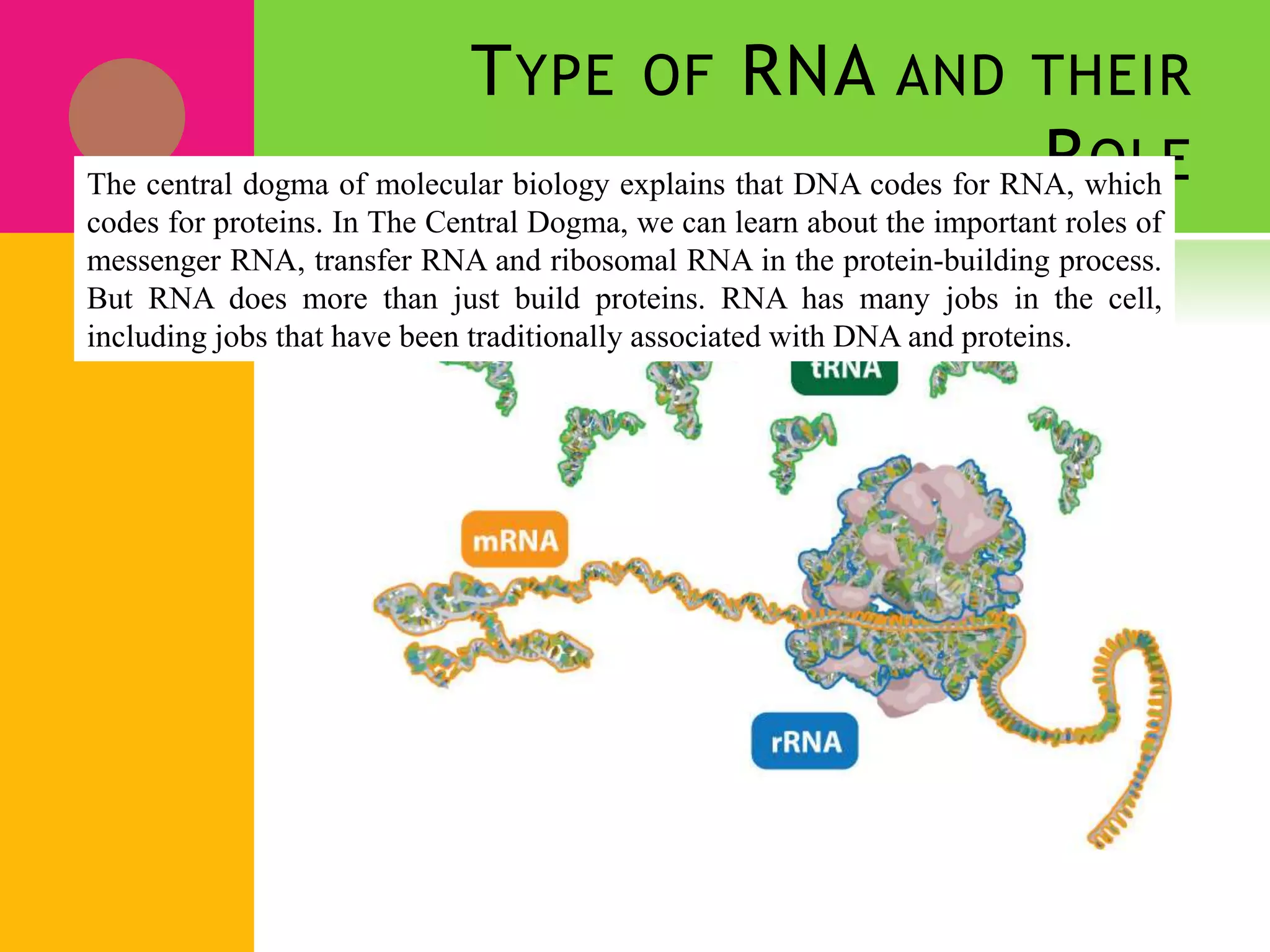 TYPE OF RNA AND THEIR
ROLEThe central dogma of molecular biology explains that DNA codes for RNA, which
codes for proteins. In The Central Dogma, we can learn about the important roles of
messenger RNA, transfer RNA and ribosomal RNA in the protein-building process.
But RNA does more than just build proteins. RNA has many jobs in the cell,
including jobs that have been traditionally associated with DNA and proteins.
 