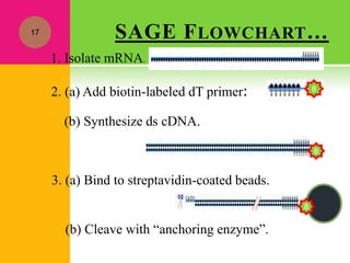 SAGE FLOWCHART…17
1. Isolate mRNA.
2. (a) Add biotin-labeled dT primer:
(b) Synthesize ds cDNA.
3. (a) Bind to streptavidin-coated beads.
(b) Cleave with “anchoring enzyme”.
B
B
B
 
